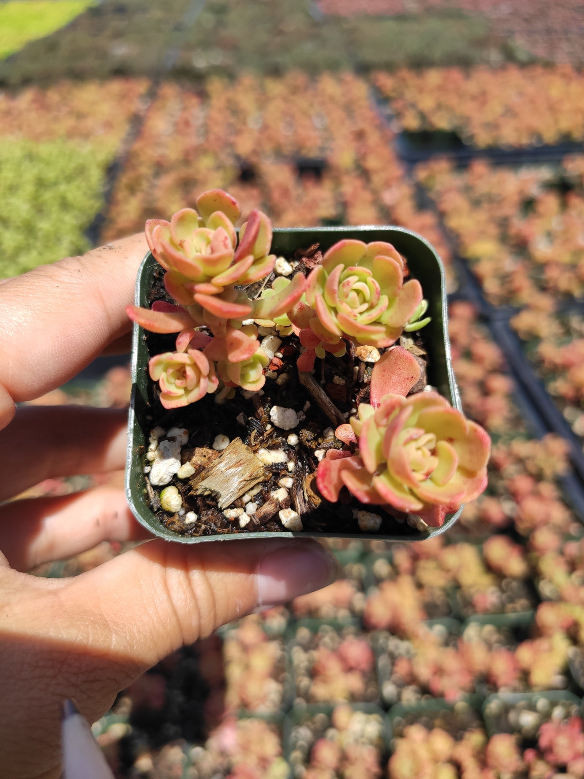 Sedum nevii rosettes in nursery pot, hand-held.