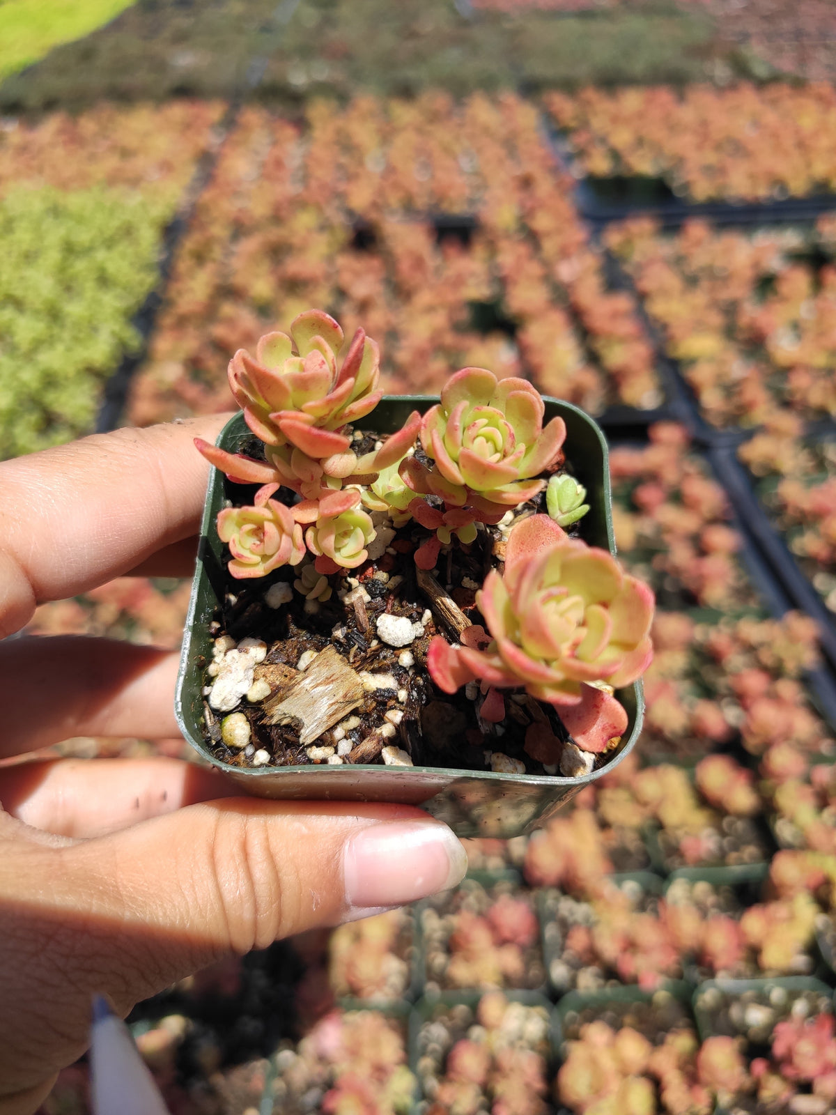 Sedum nevii succulents in a nursery pot, hand-held.