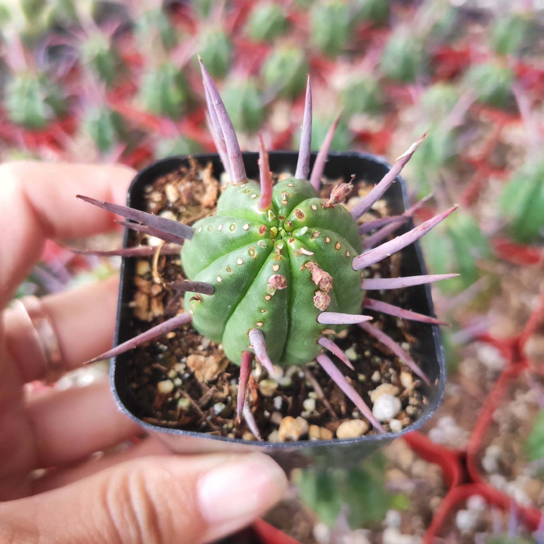 Euphorbia enopla Pincushion Euphorbia