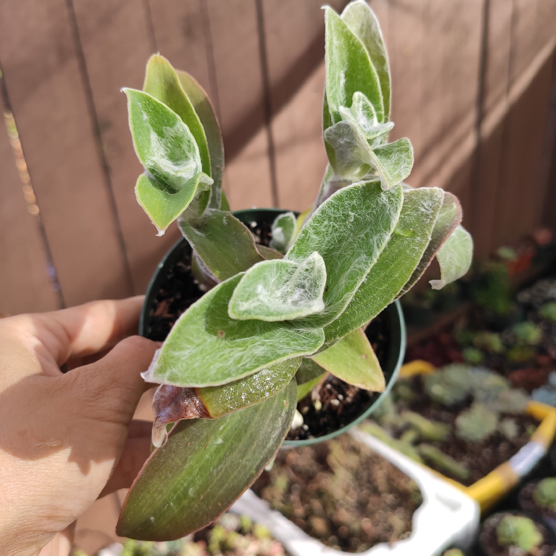 Tradescantia sillamontana 'White Velvet' Wandering Dude - Succulents Depot