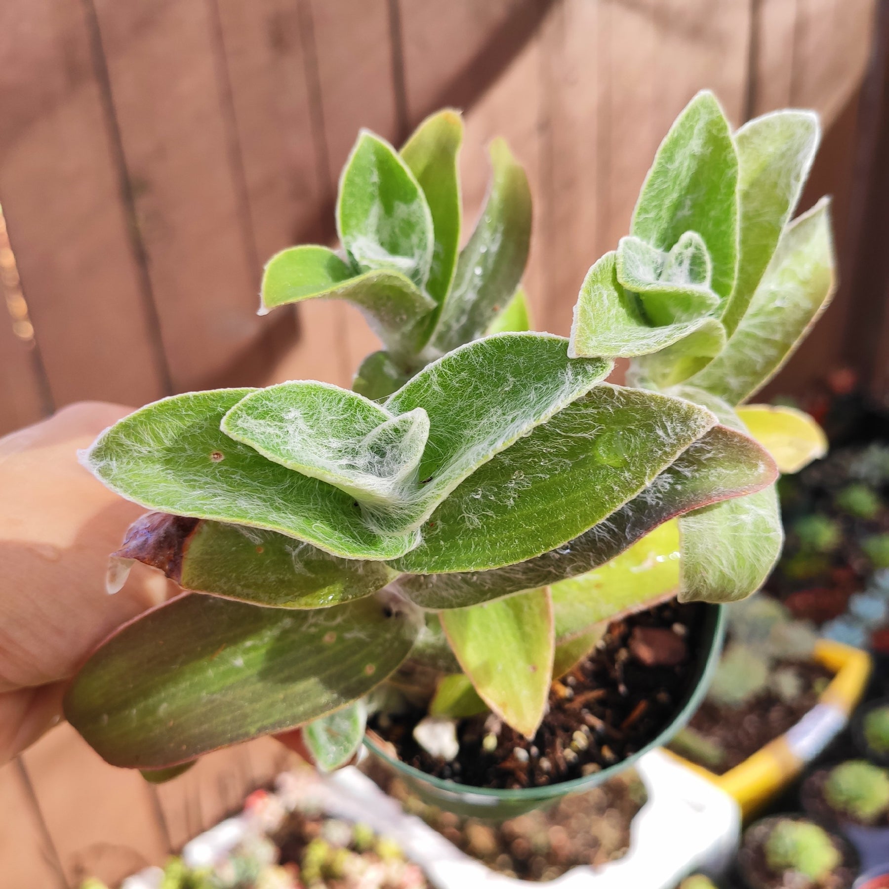 Tradescantia sillamontana 'White Velvet' Wandering Dude - Succulents Depot