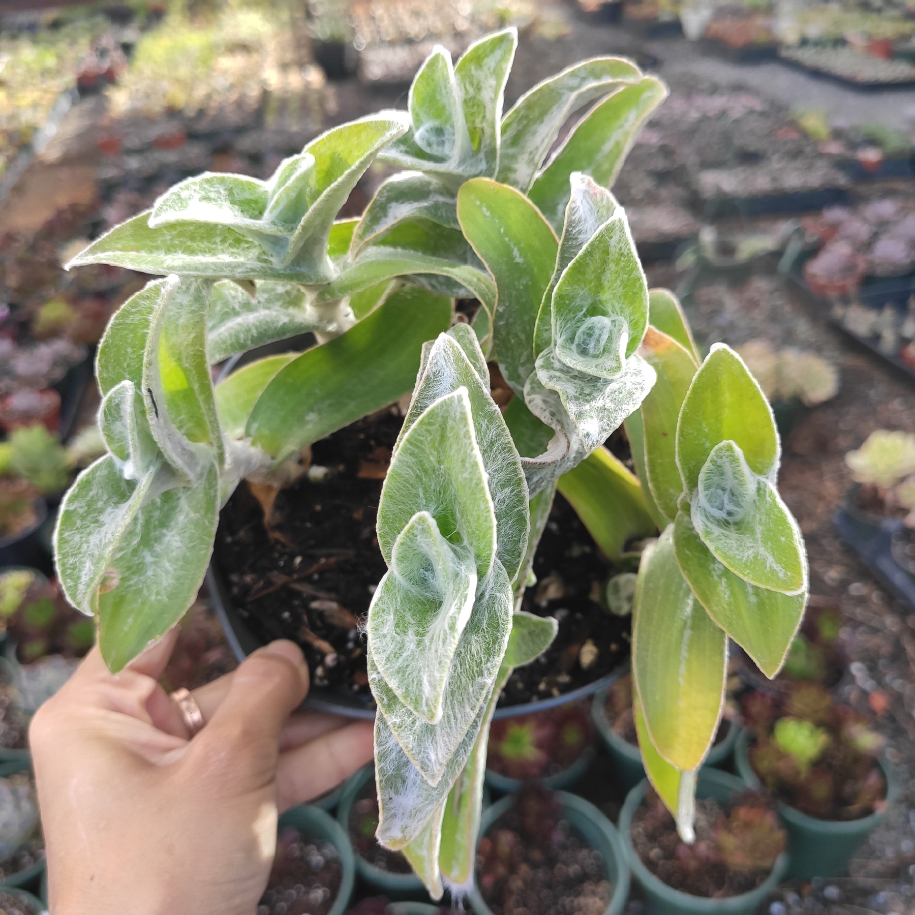 Tradescantia sillamontana 'White Velvet' Wandering Dude - Succulents Depot