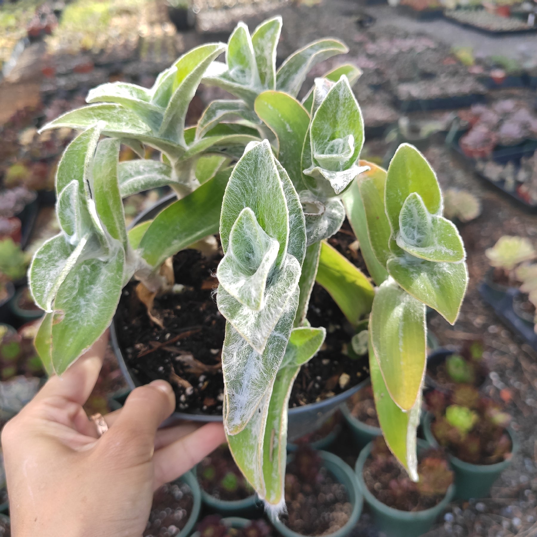 Tradescantia sillamontana 'White Velvet' Wandering Dude - Succulents Depot