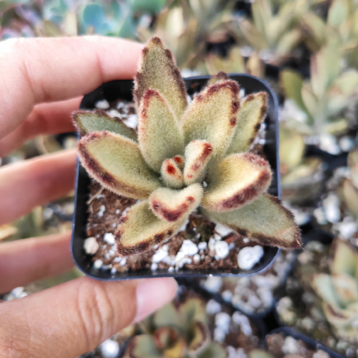 Kalanchoe tomentosa 'Chocolate Soldier' succulent in hand.