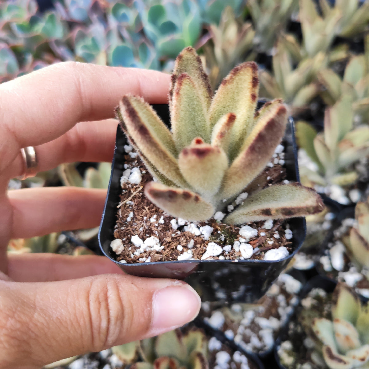Panda Plant 'Chocolate Soldier' in black pot, held by hand.