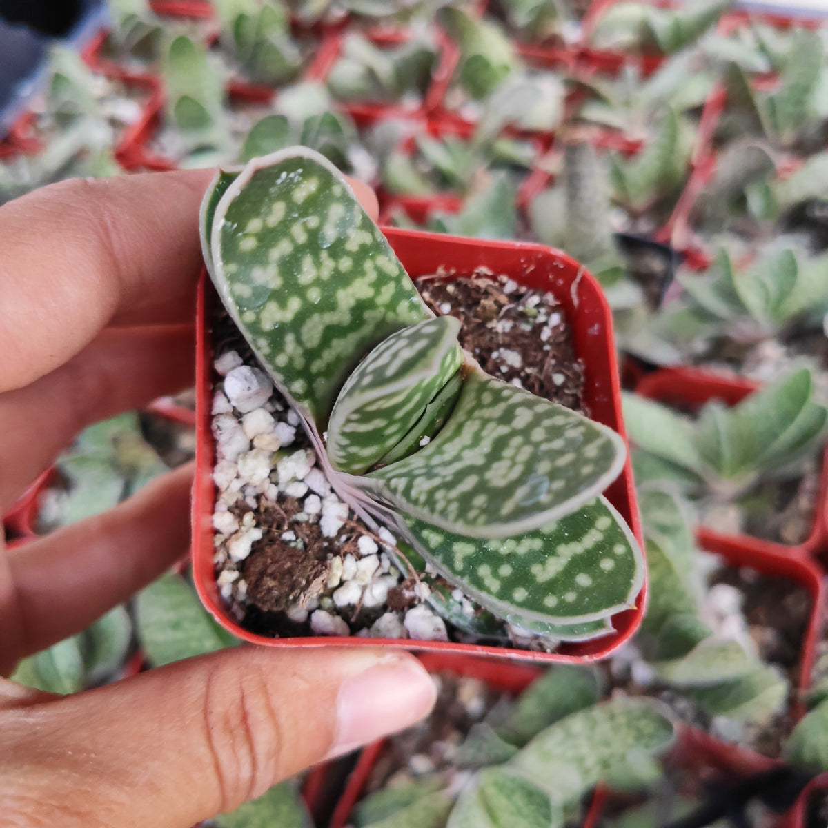 Gasteria bicolor var. Liliputana in red pot.