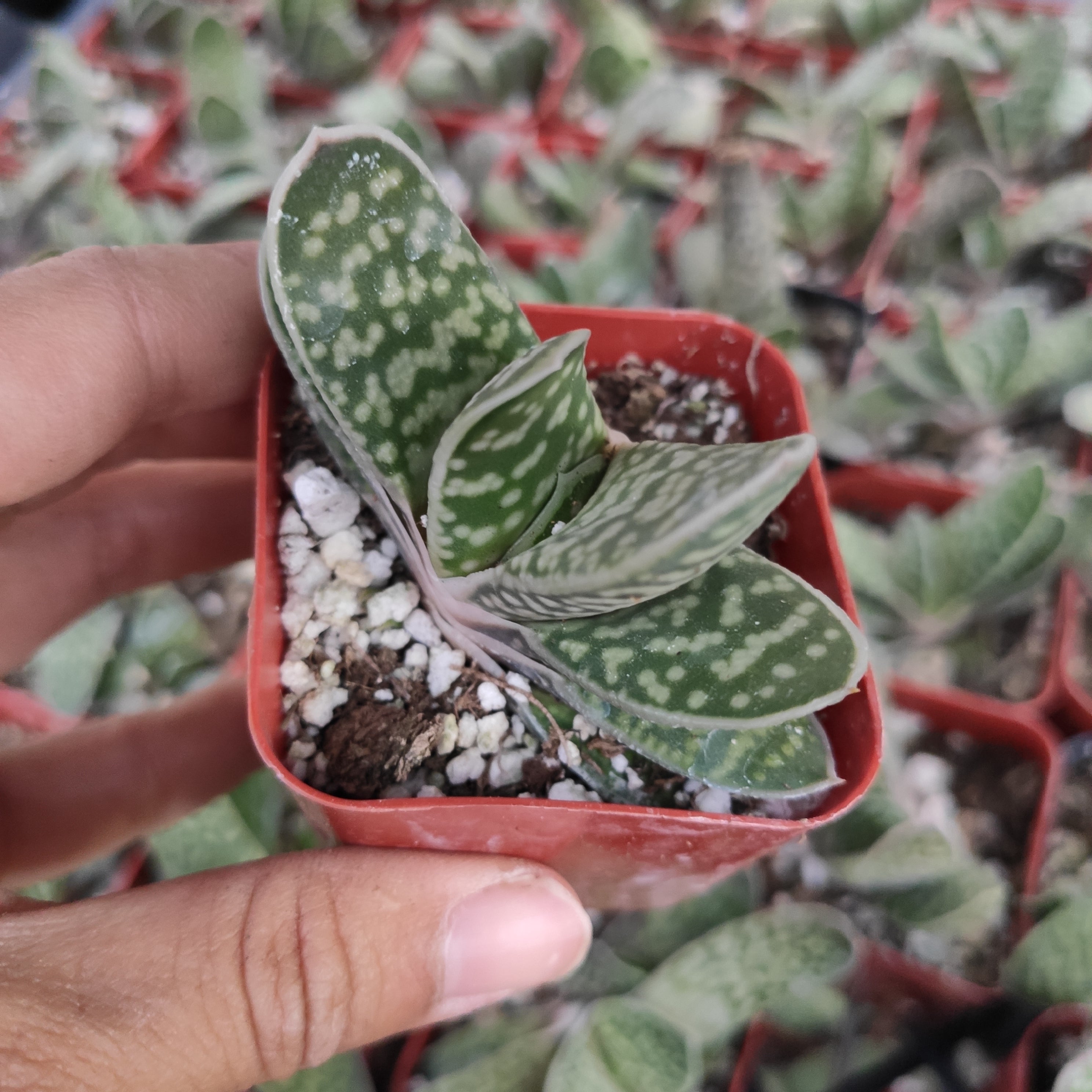 tongue succulent plant Gasteria bicolor var. Liliputana 'Dwarf Lawyer's Tongue' -