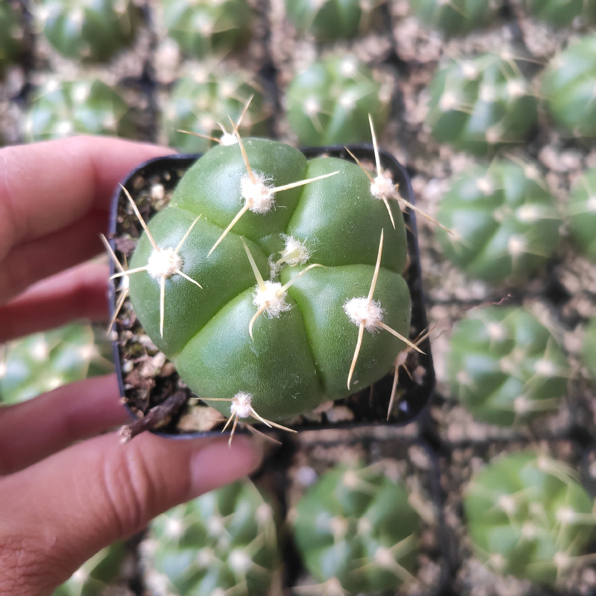 Gymnocalycium horstii ssp. buenekeri potted cactus close-up view.