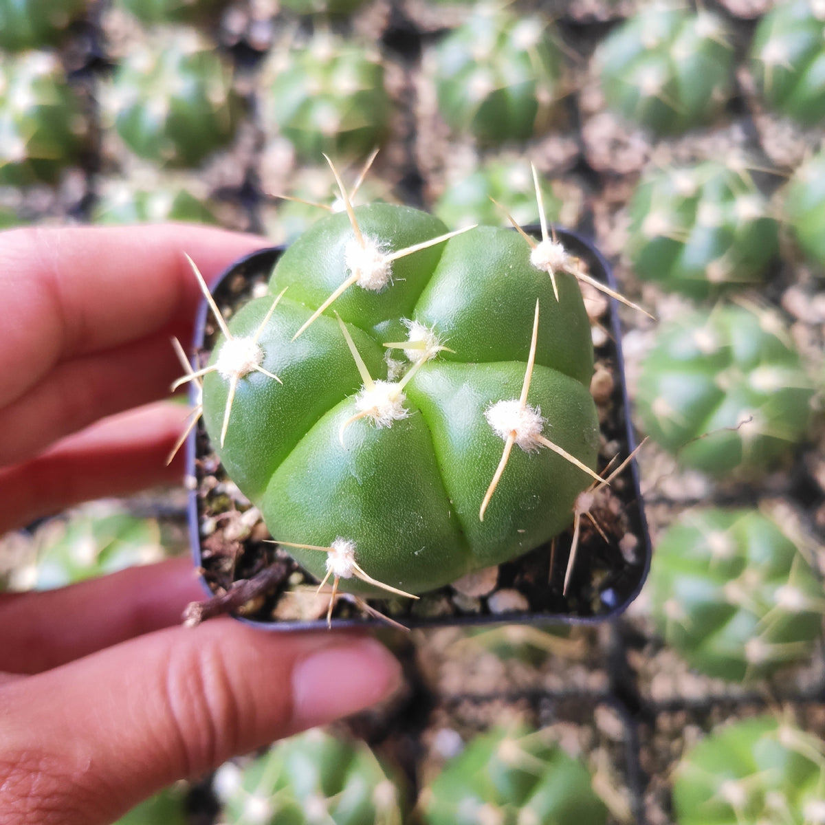 Gymnocalycium horstii ssp. buenekeri, small potted cactus with spines.