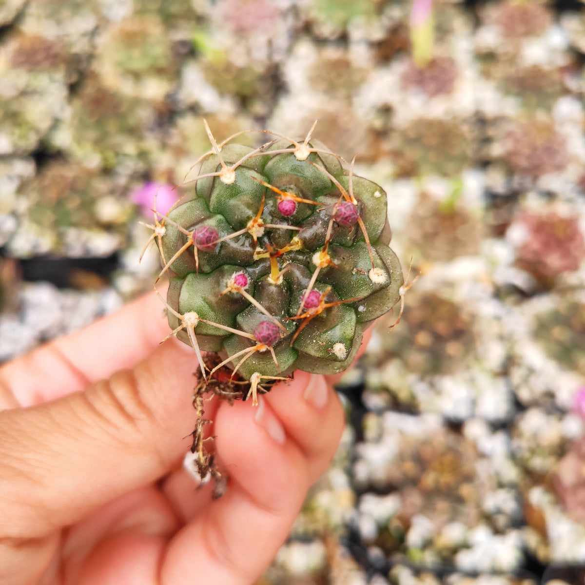 Gymnocalycium damsii var. tucavocense cactus with pink buds.