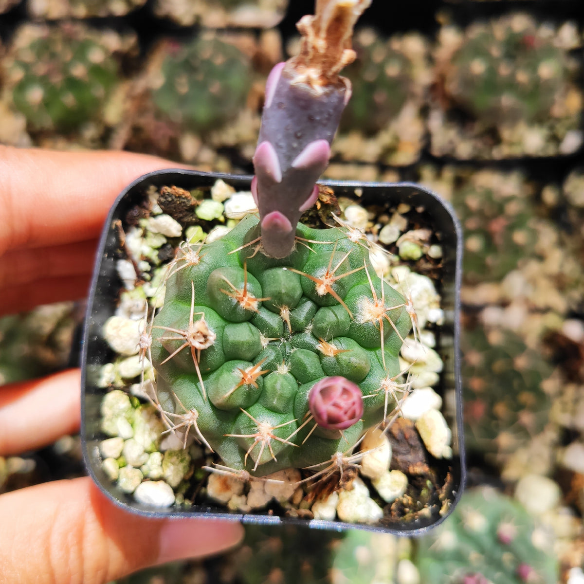 Gymnocalycium anisitsii cactus with spines and flower bud in pot.
