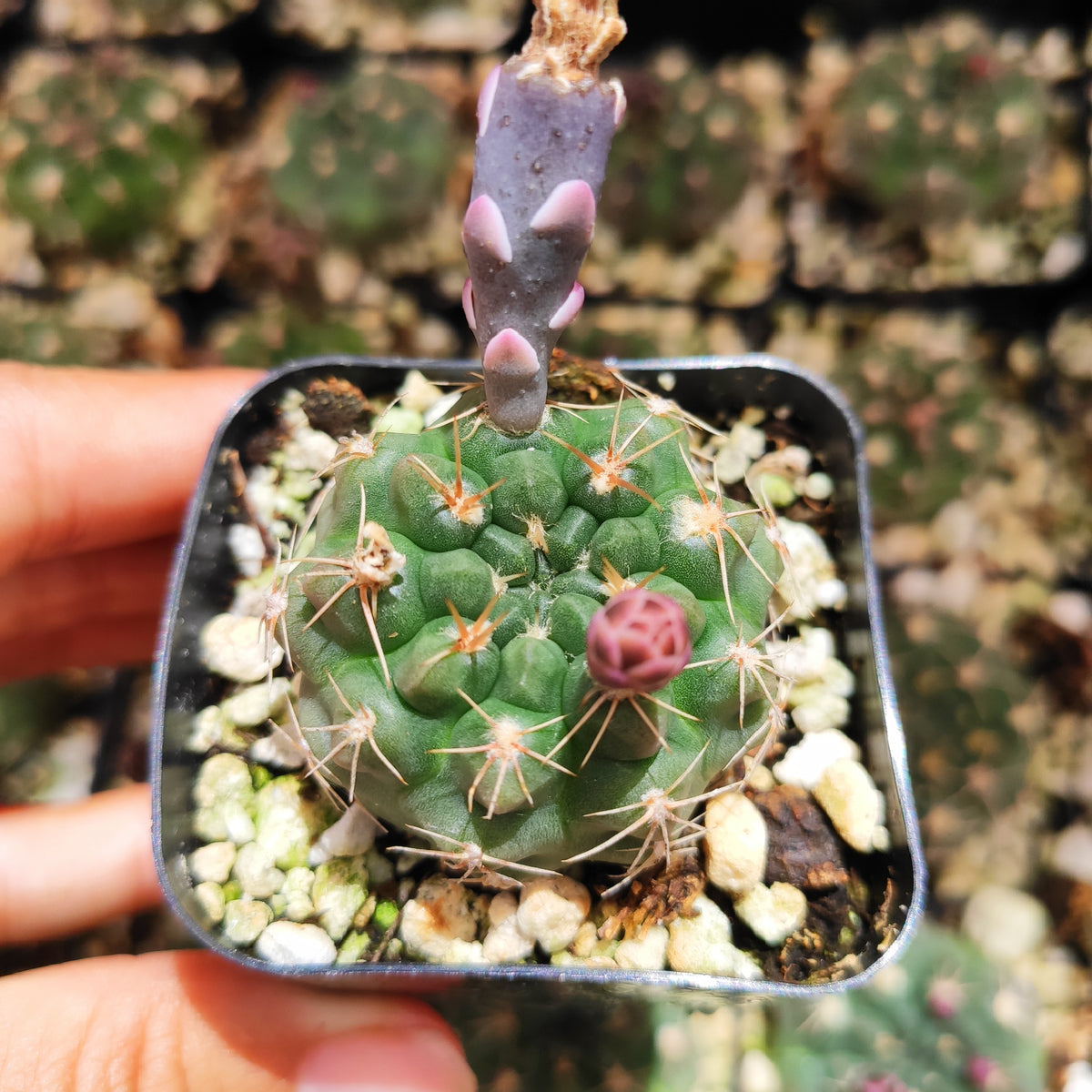 Gymnocalycium anisitsii cactus with pink flower bud in hand.