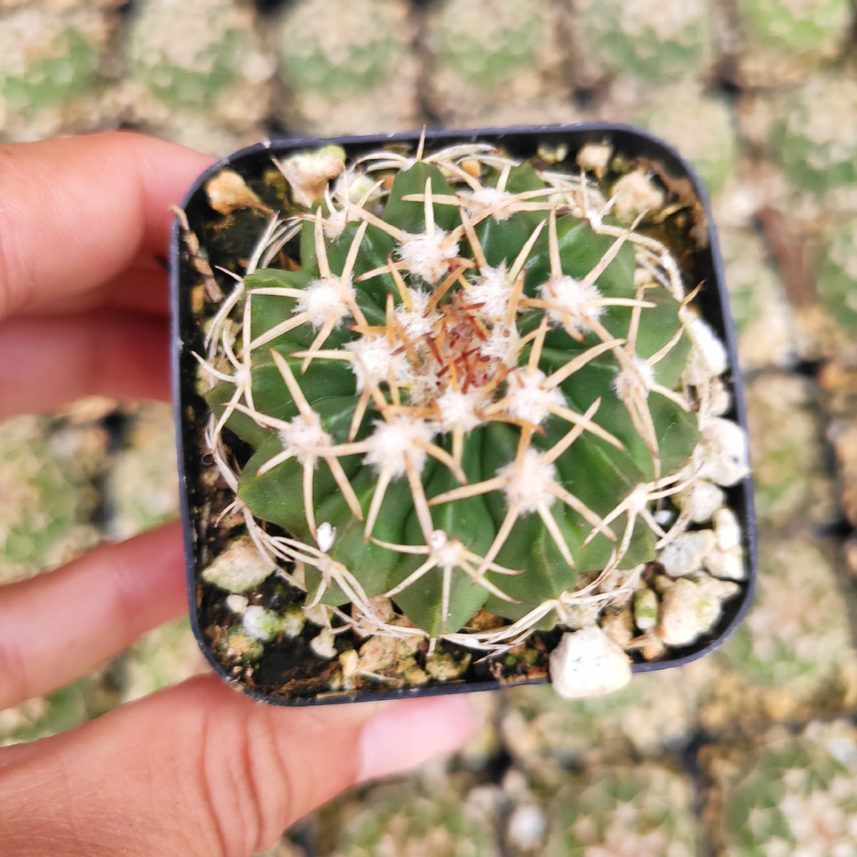Parodia Werneri Cactus in a hand, square pot.