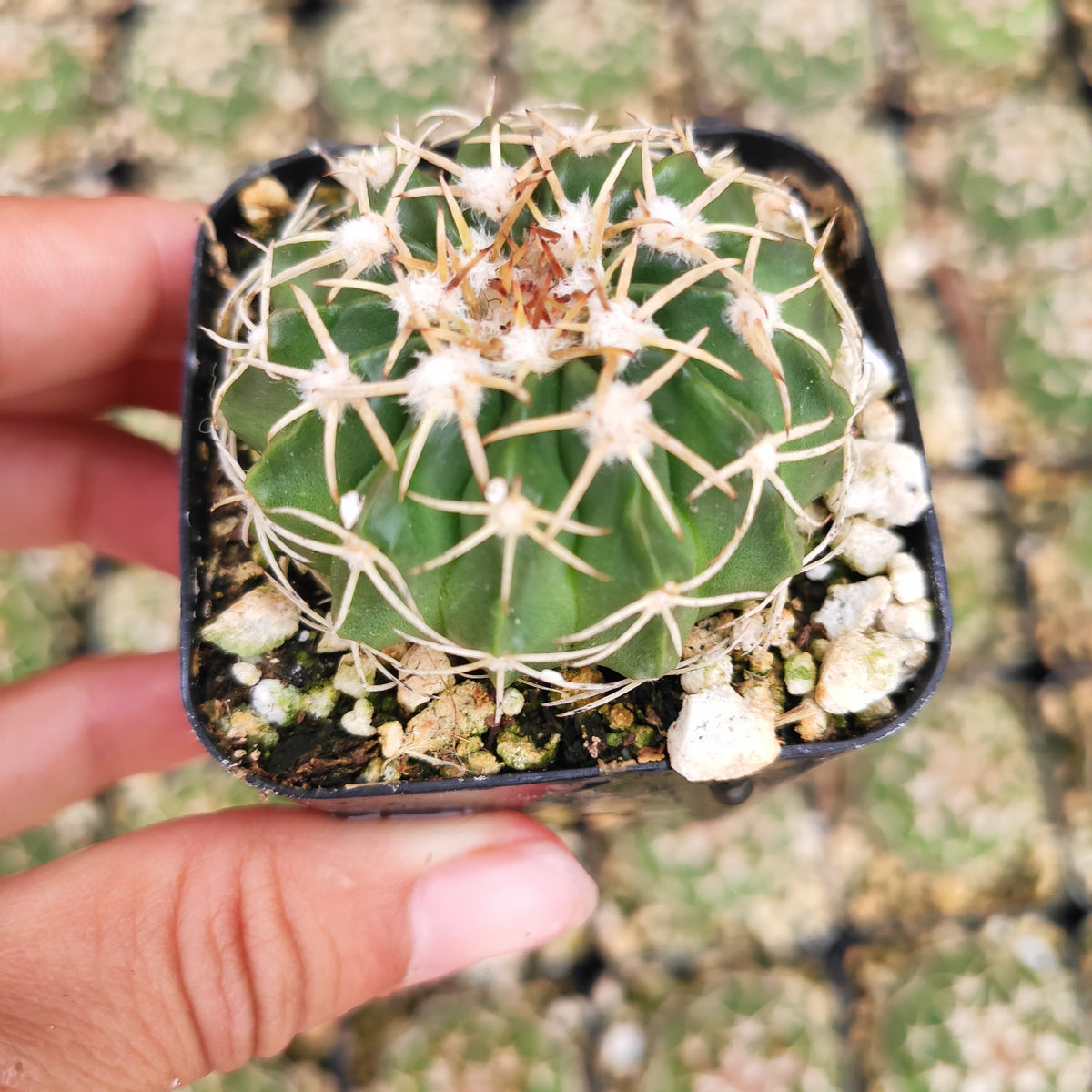 Parodia Werneri Cactus in 5 cm nursery pot.