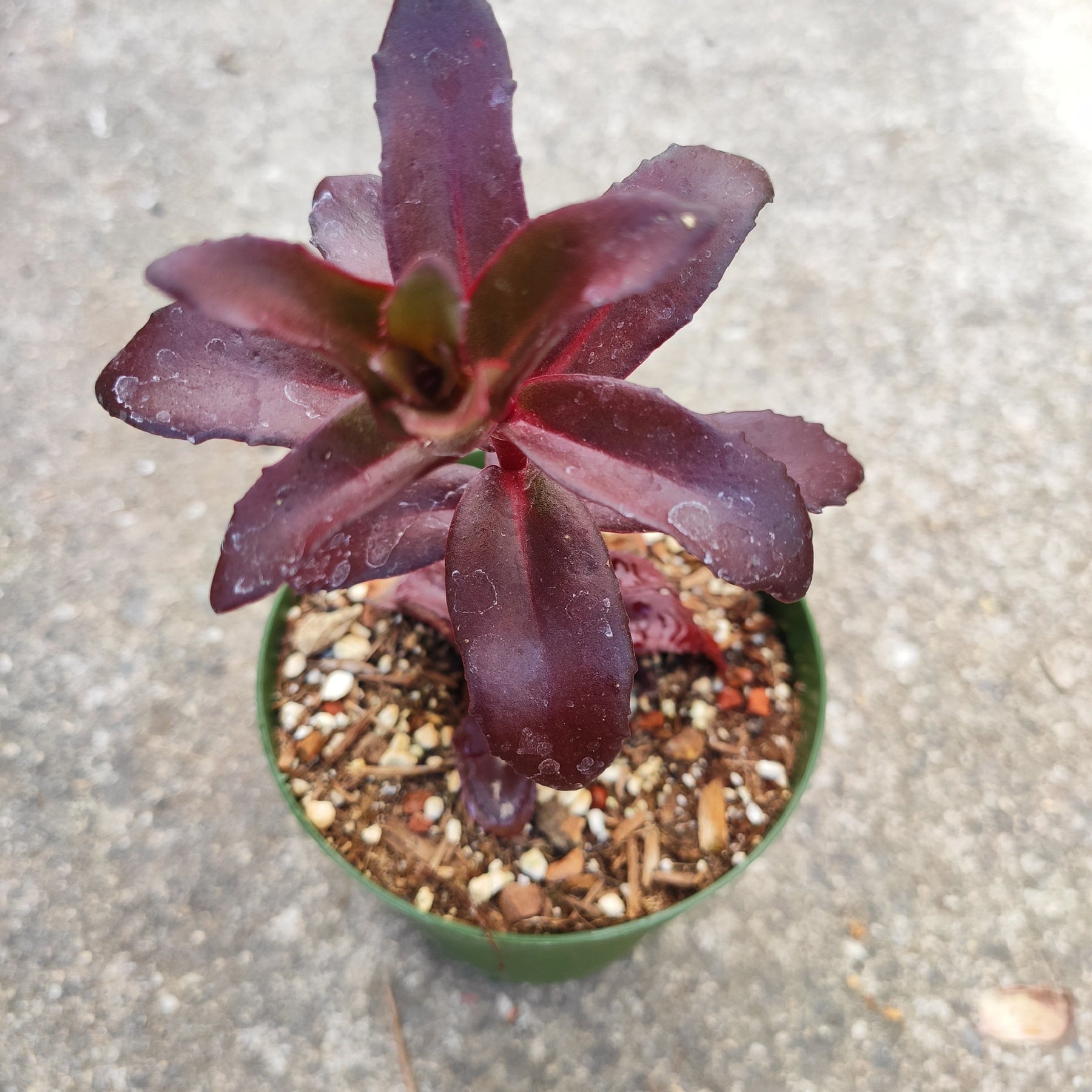 Sedum 'Dark Magic'