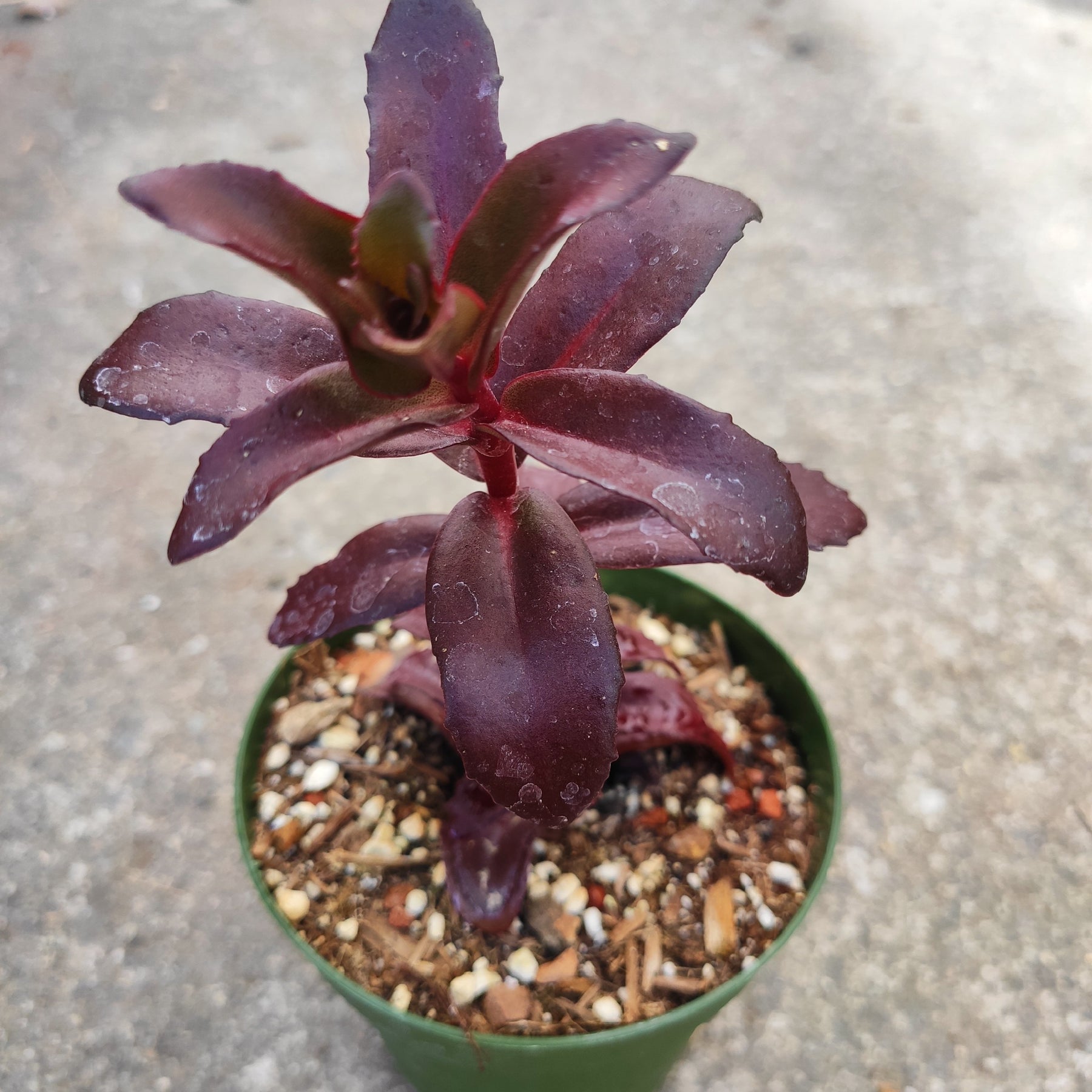 Sedum 'Dark Magic'