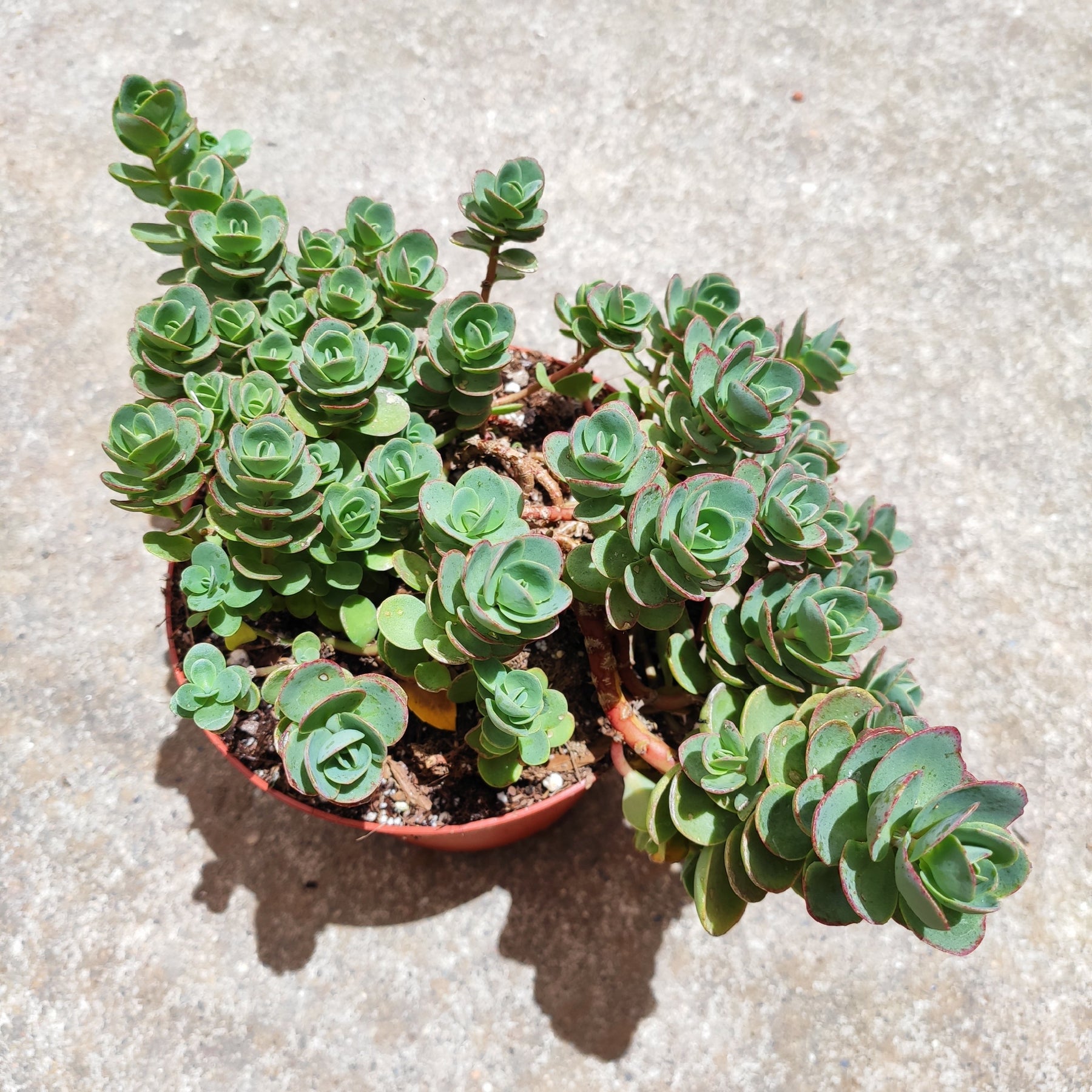 SunSparkler® Sedum 'Lime Zinger'