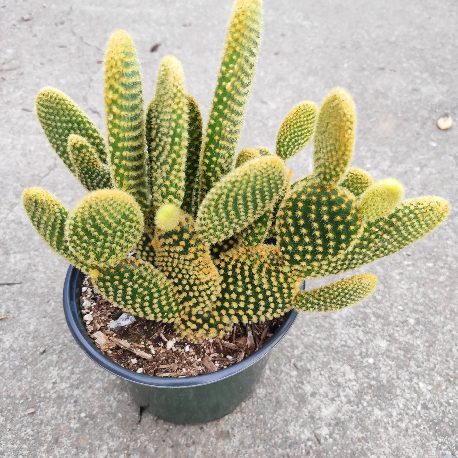 Opuntia microdasys 'Golden Bunny Ears' - Succulents Depot