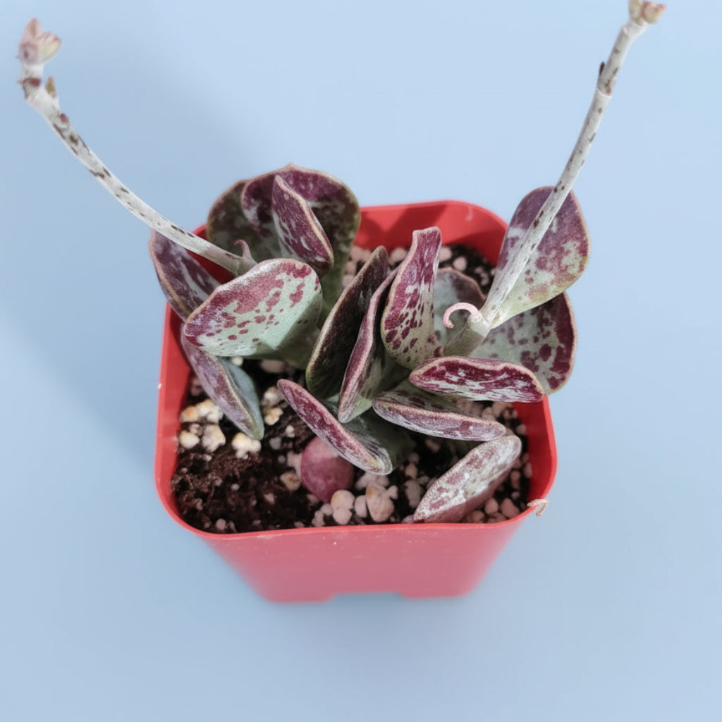 Adromischus trigynus 'Calico Hearts' in red nursery pot.