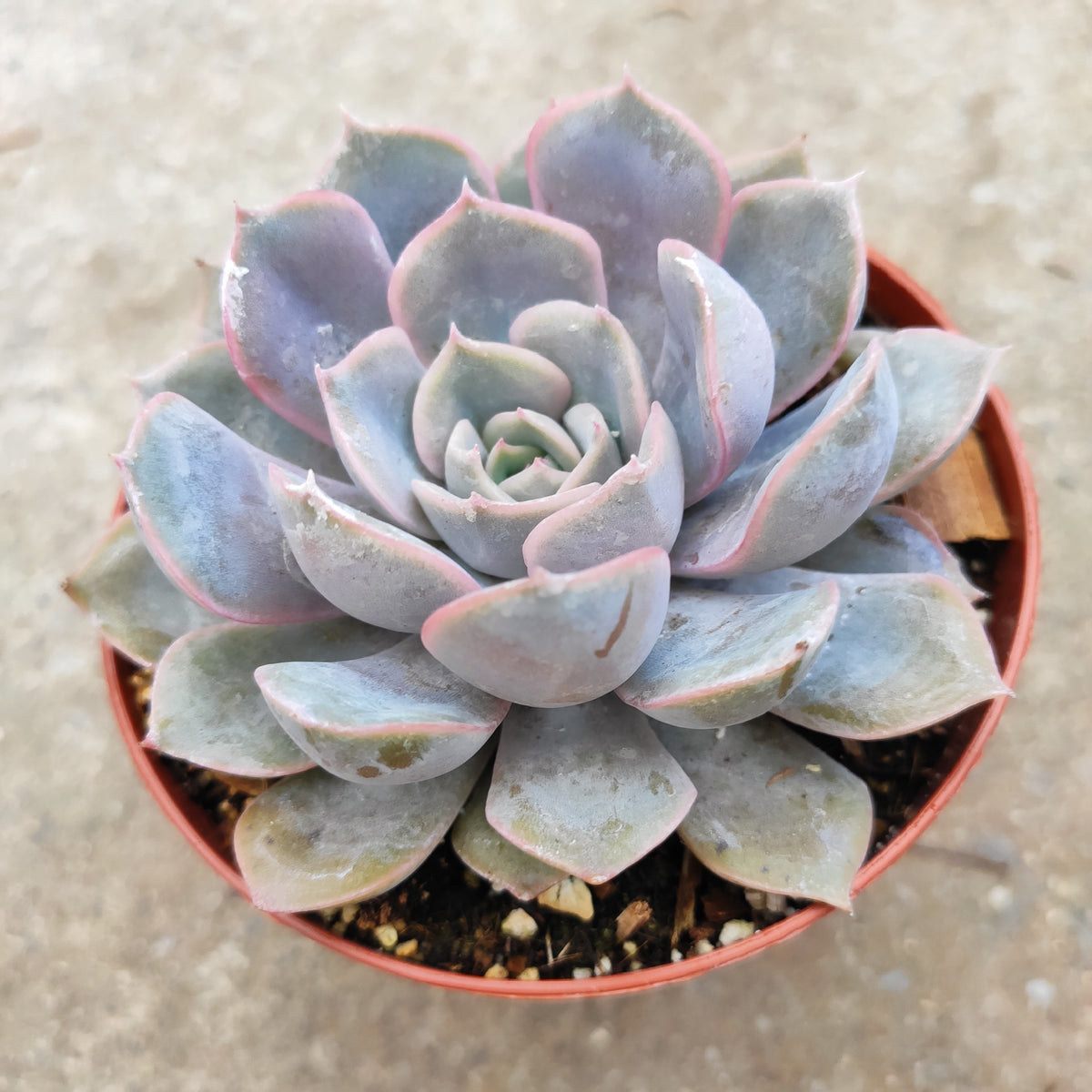 Echeveria Orion succulent in small nursery pot.