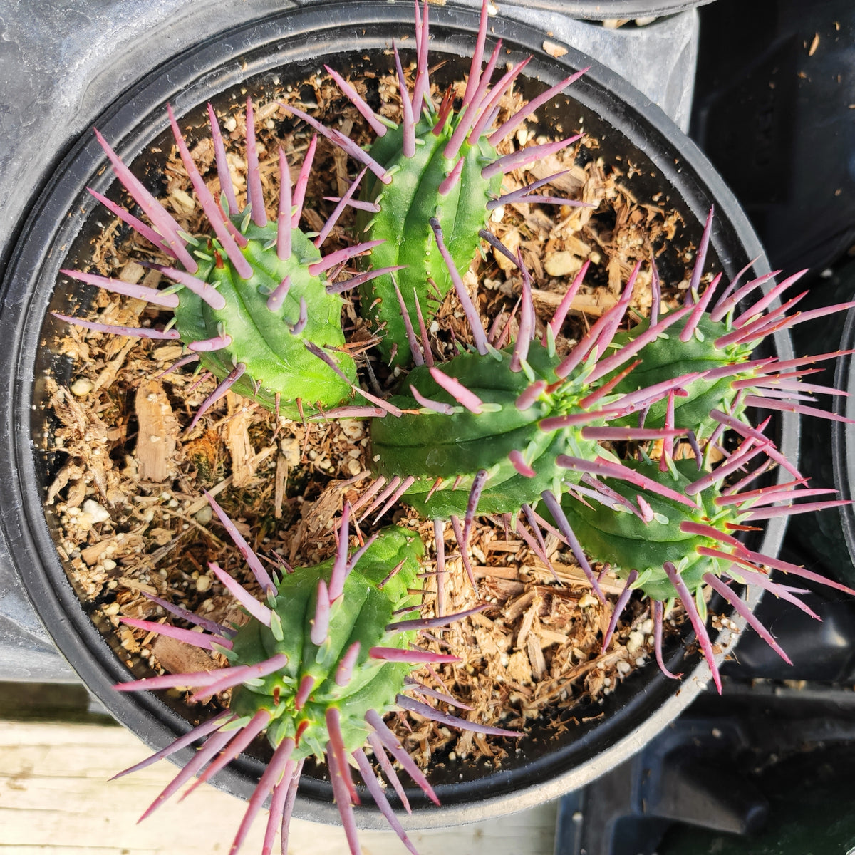 Euphorbia enopla Pincushion Euphorbia with spiny green stems.