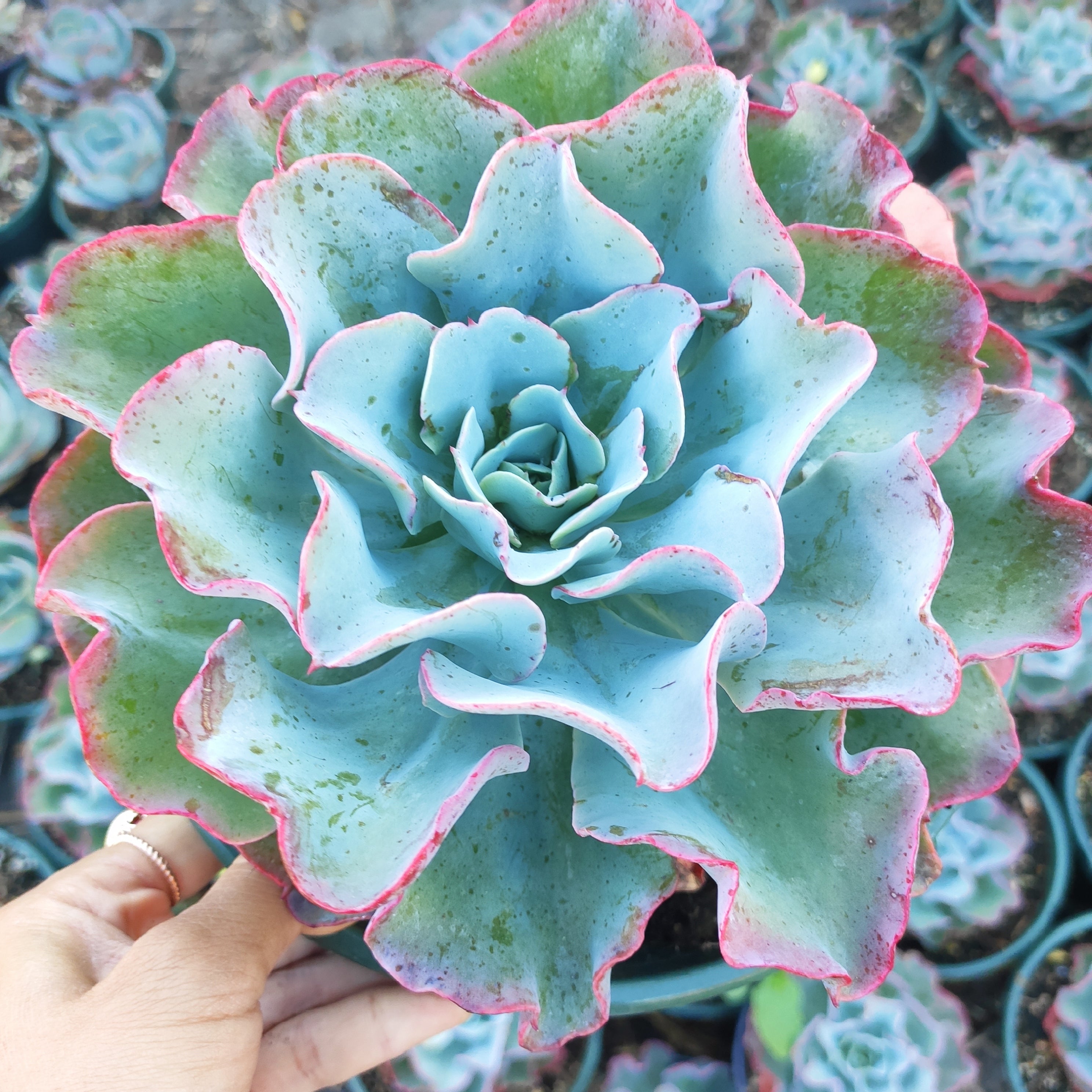 wavy succulent Echeveria 'Blue Waves'