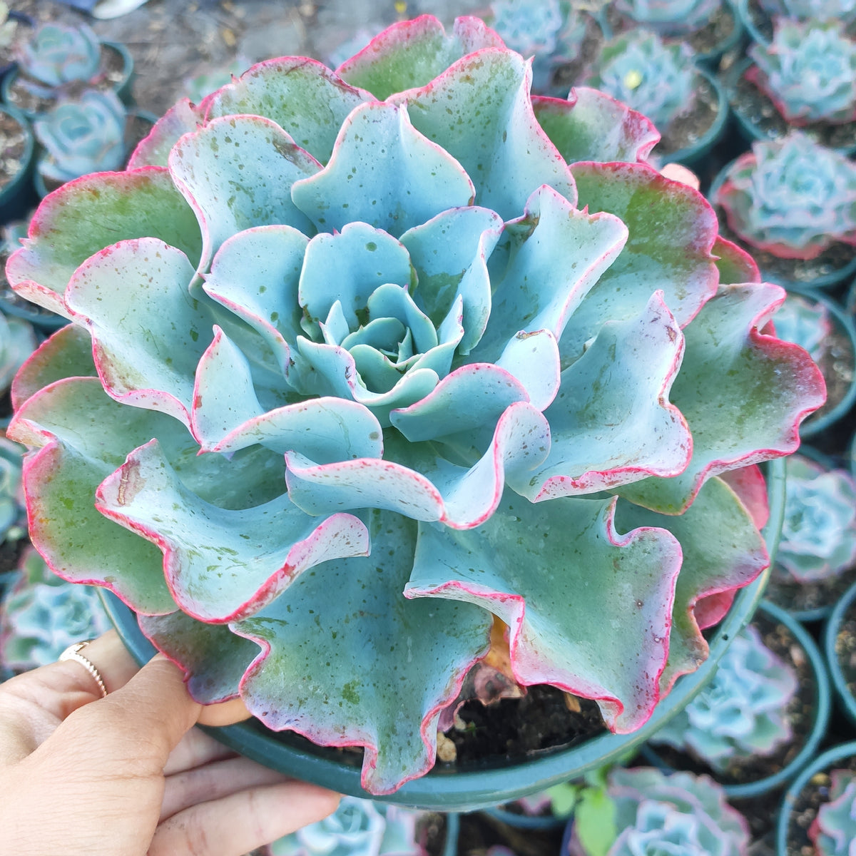 Echeveria 'Blue Waves' succulent in nursery pot.