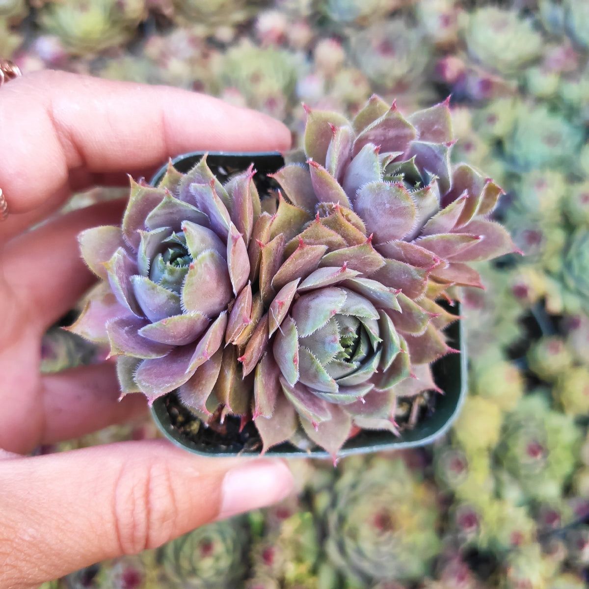 Sempervivum 'Pink Lemonade' succulents in hand.