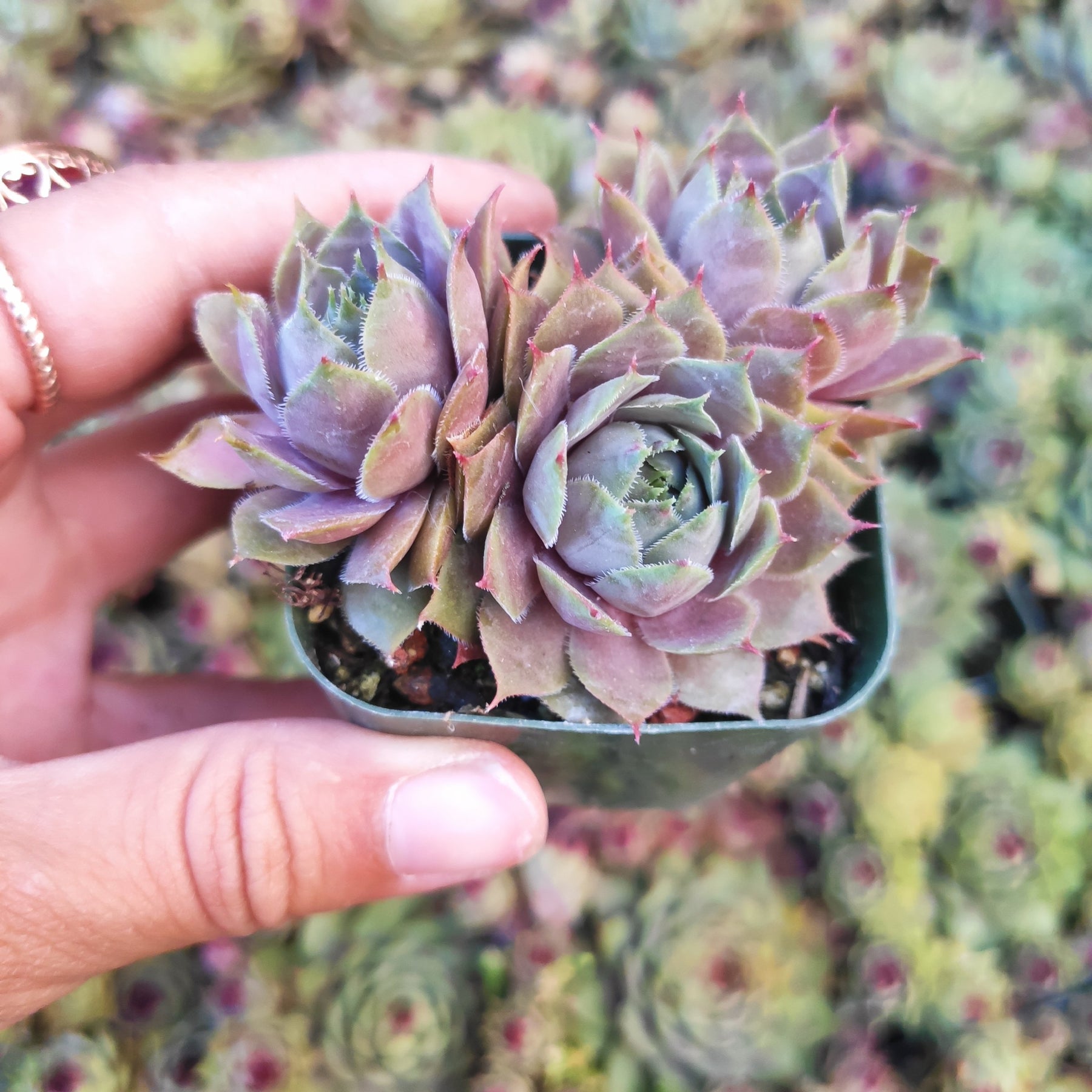 Sempervivum 'Pink Lemonade'
