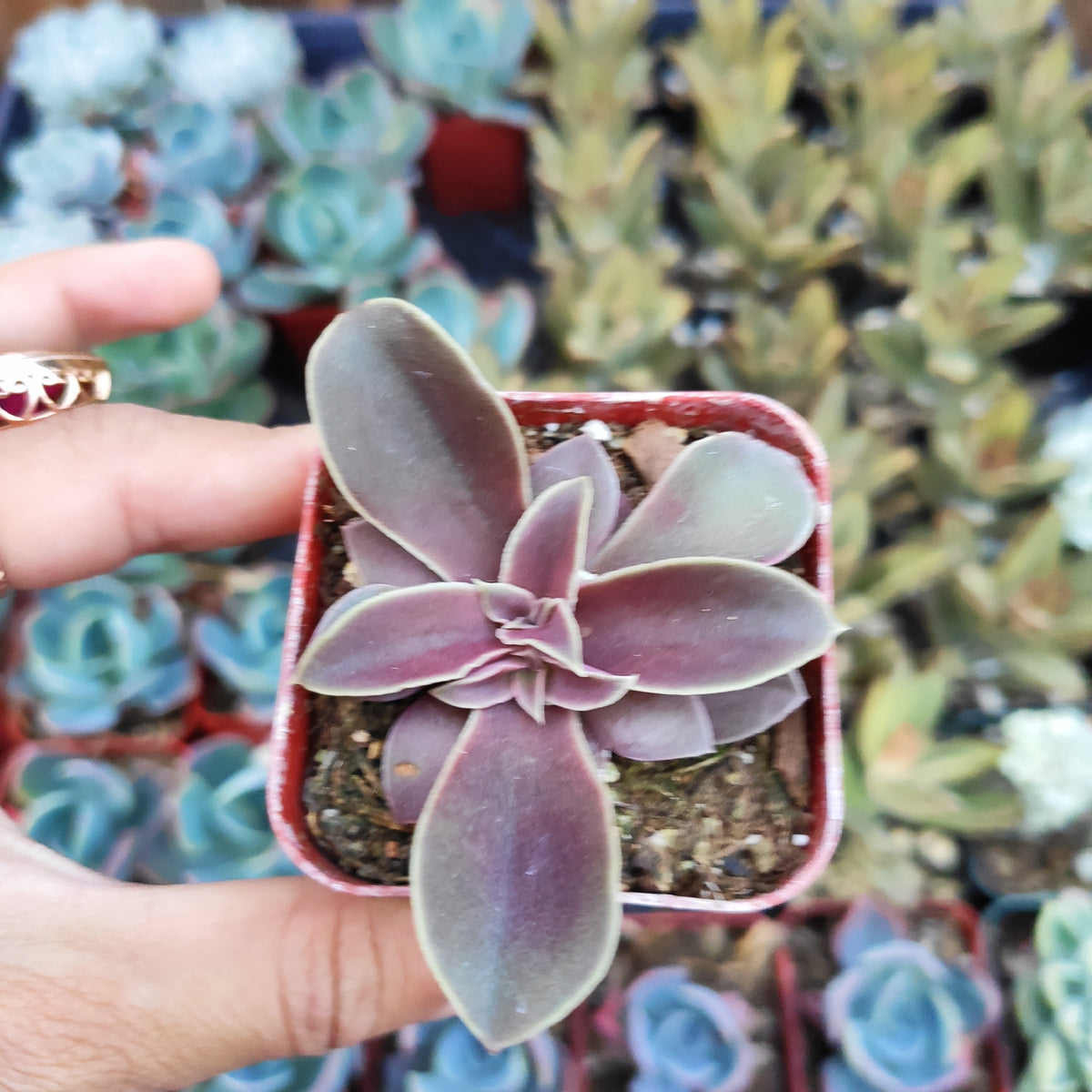 Echeveria diffractens succulent in small nursery pot held by hand.