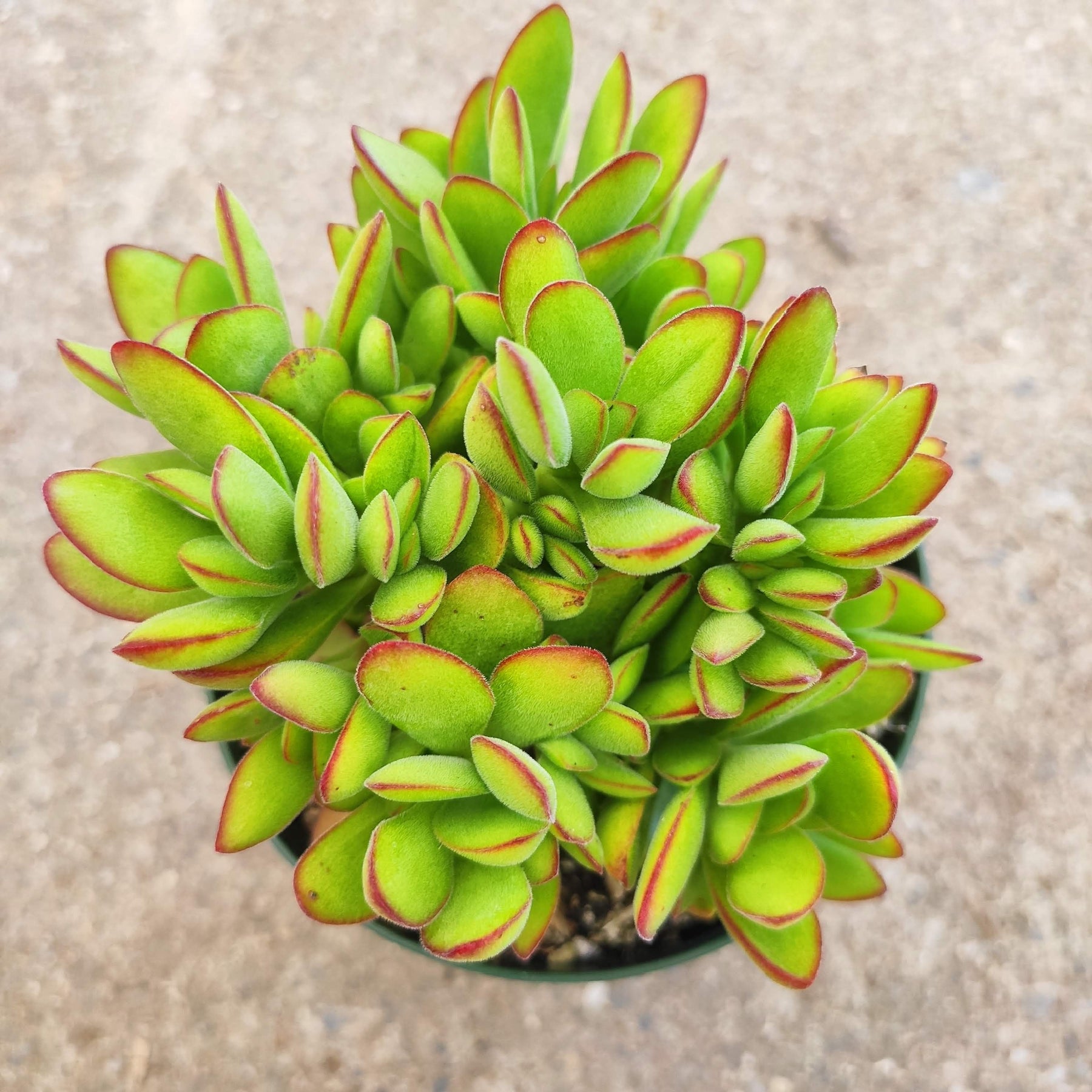 Crassula swaziensis 'Money Maker'