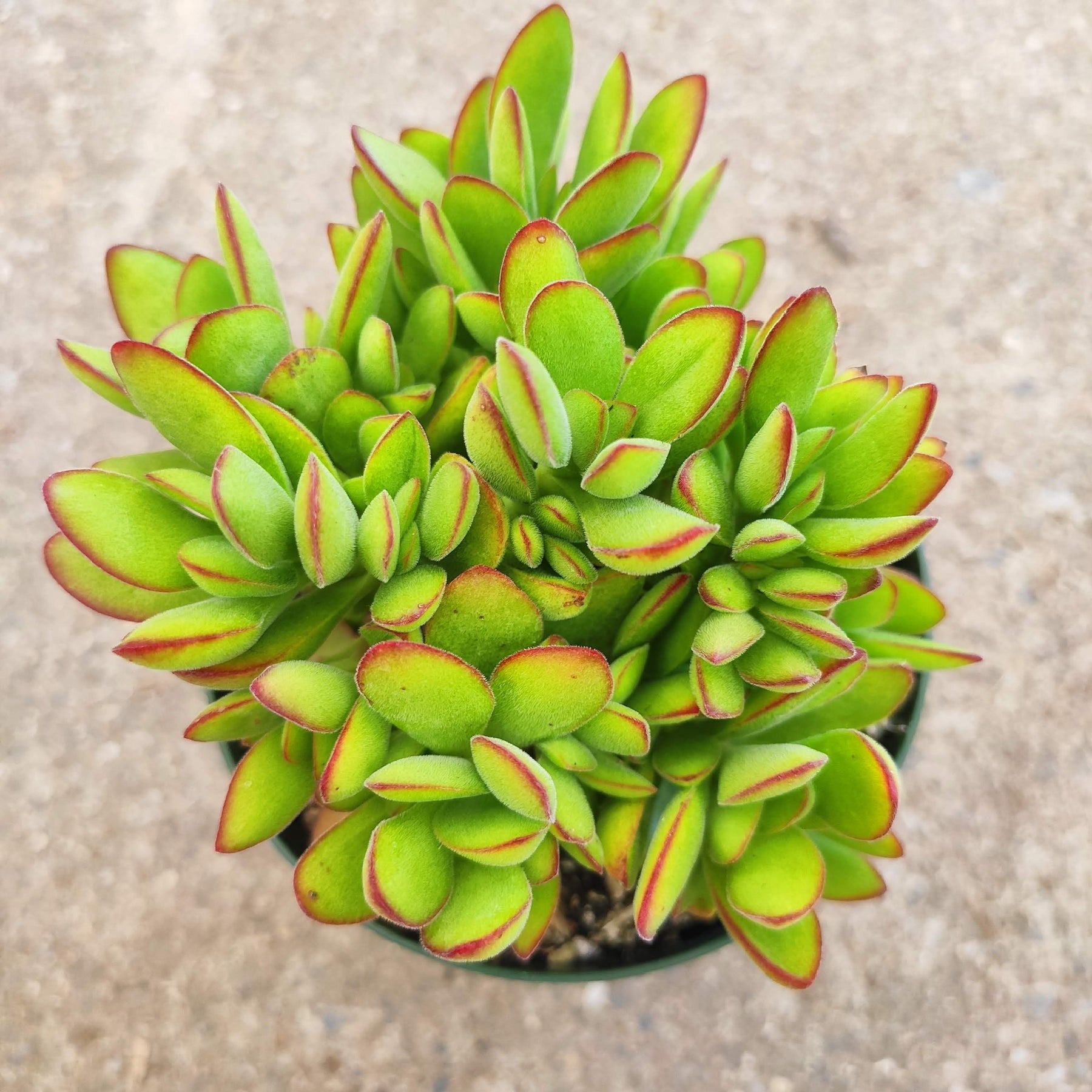 Crassula swaziensis 'Money Maker'