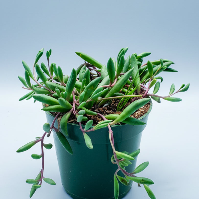 Othonna capensis 'Ruby Necklace' succulent in a pot.