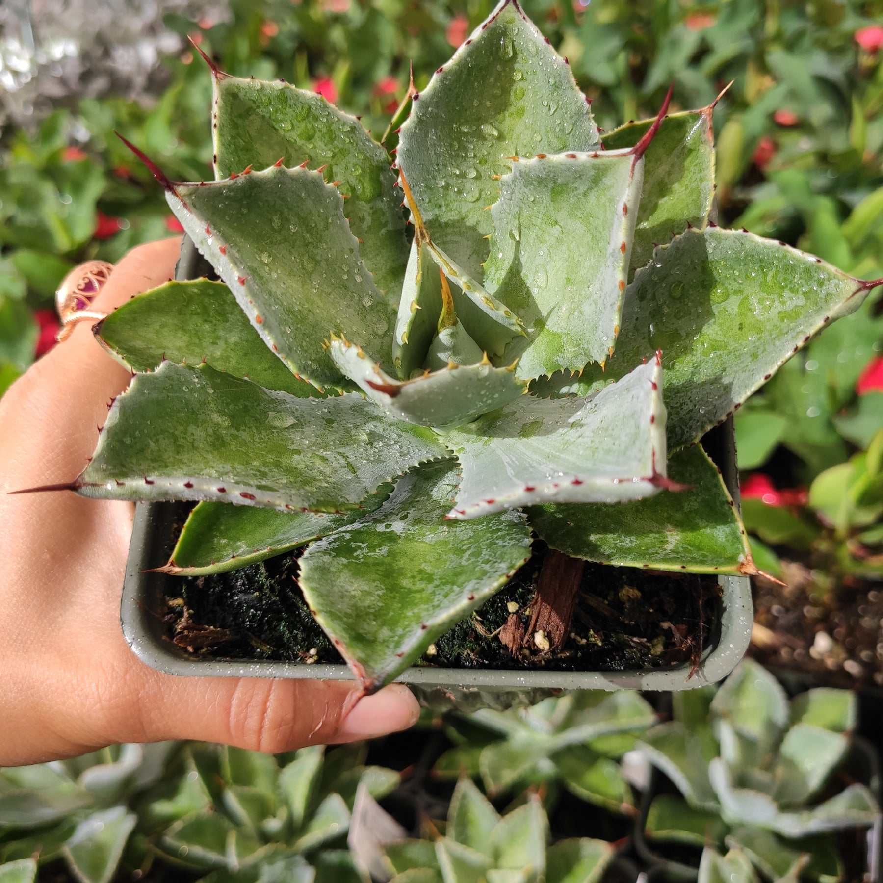 Agave Potatorum Rare Succulent Plant Shown in 4" Square Pot - Succulents Depot