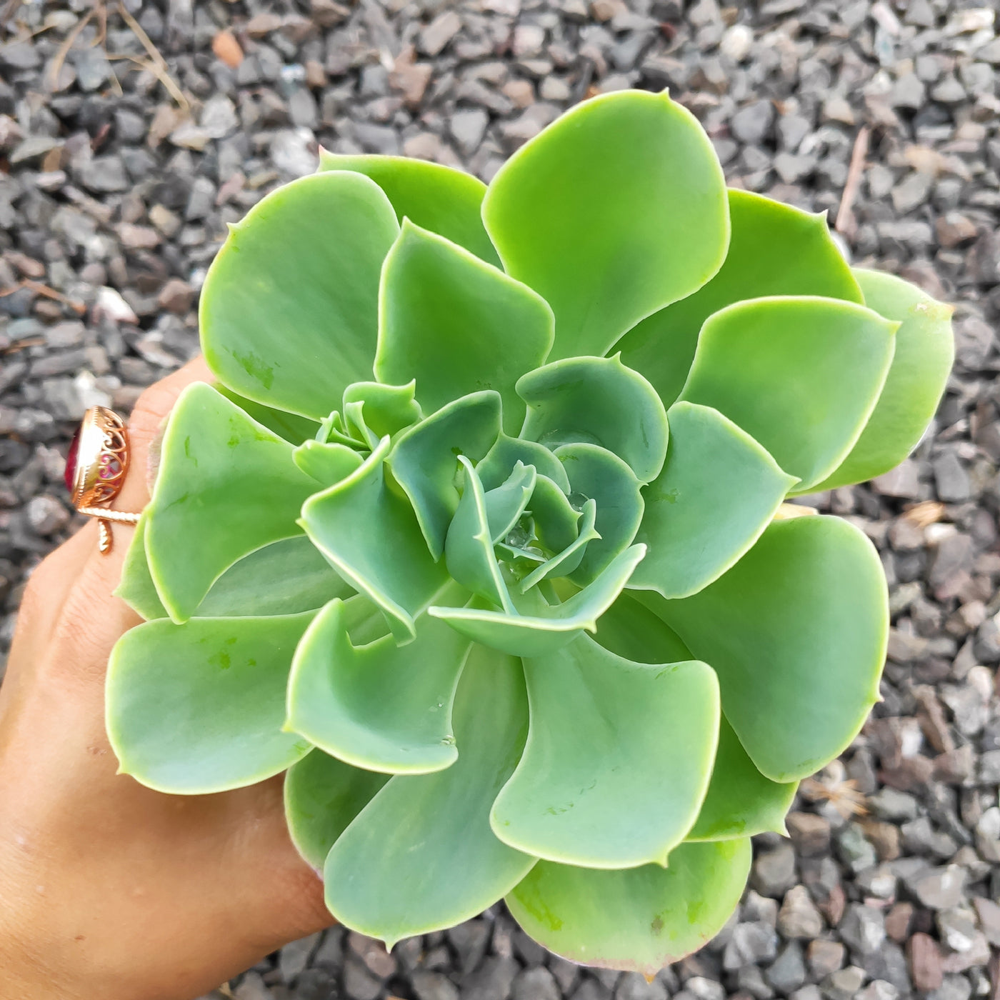 Echeveria 'Lemon Rose' succulent in hand.