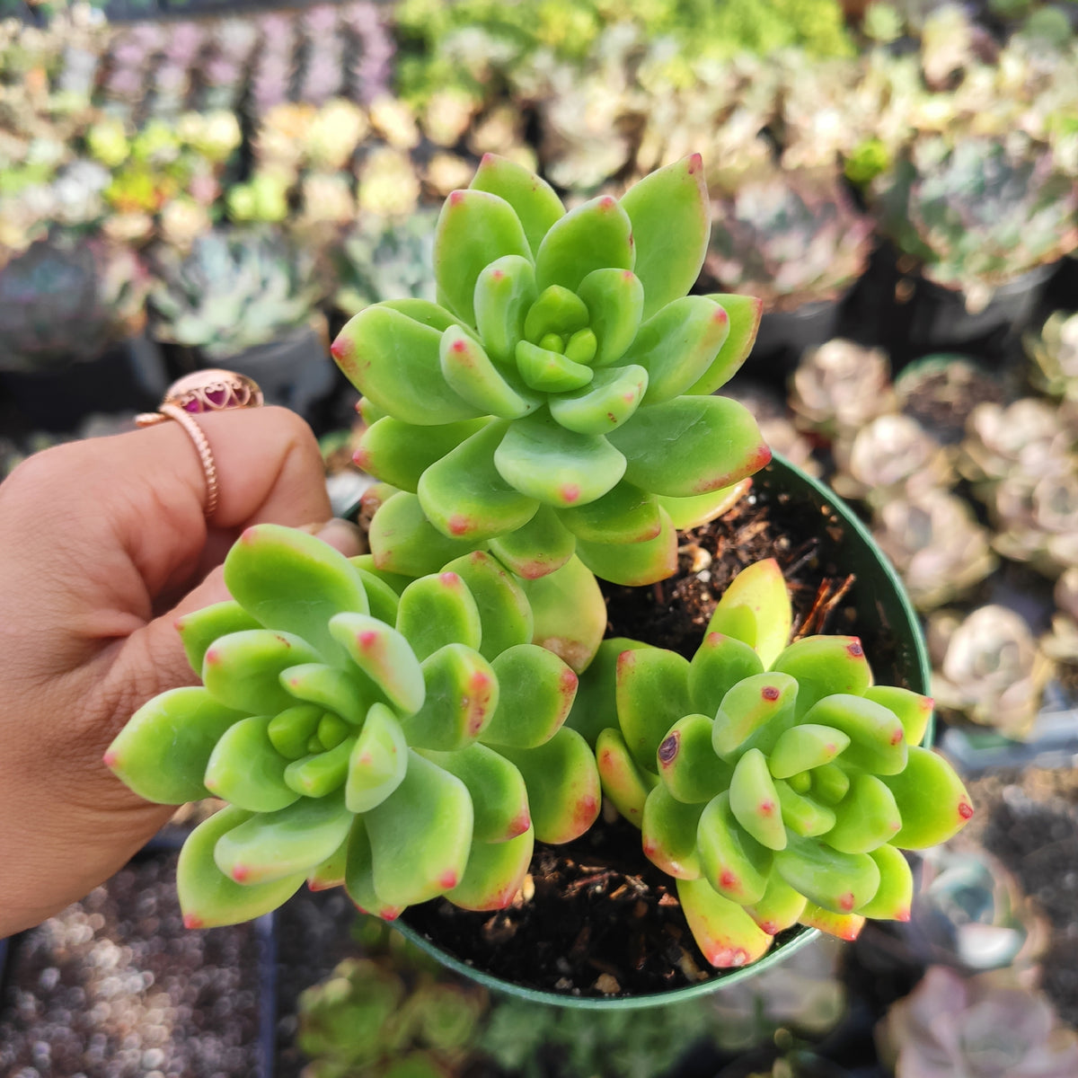 Sedum 'Alice Evans' succulent in a pot, held by a hand.