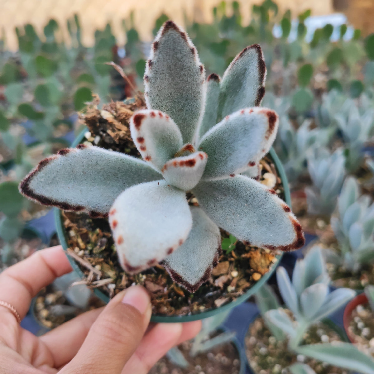 Panda Plant Kalanchoe tomentosa with fuzzy, brown-edged leaves.