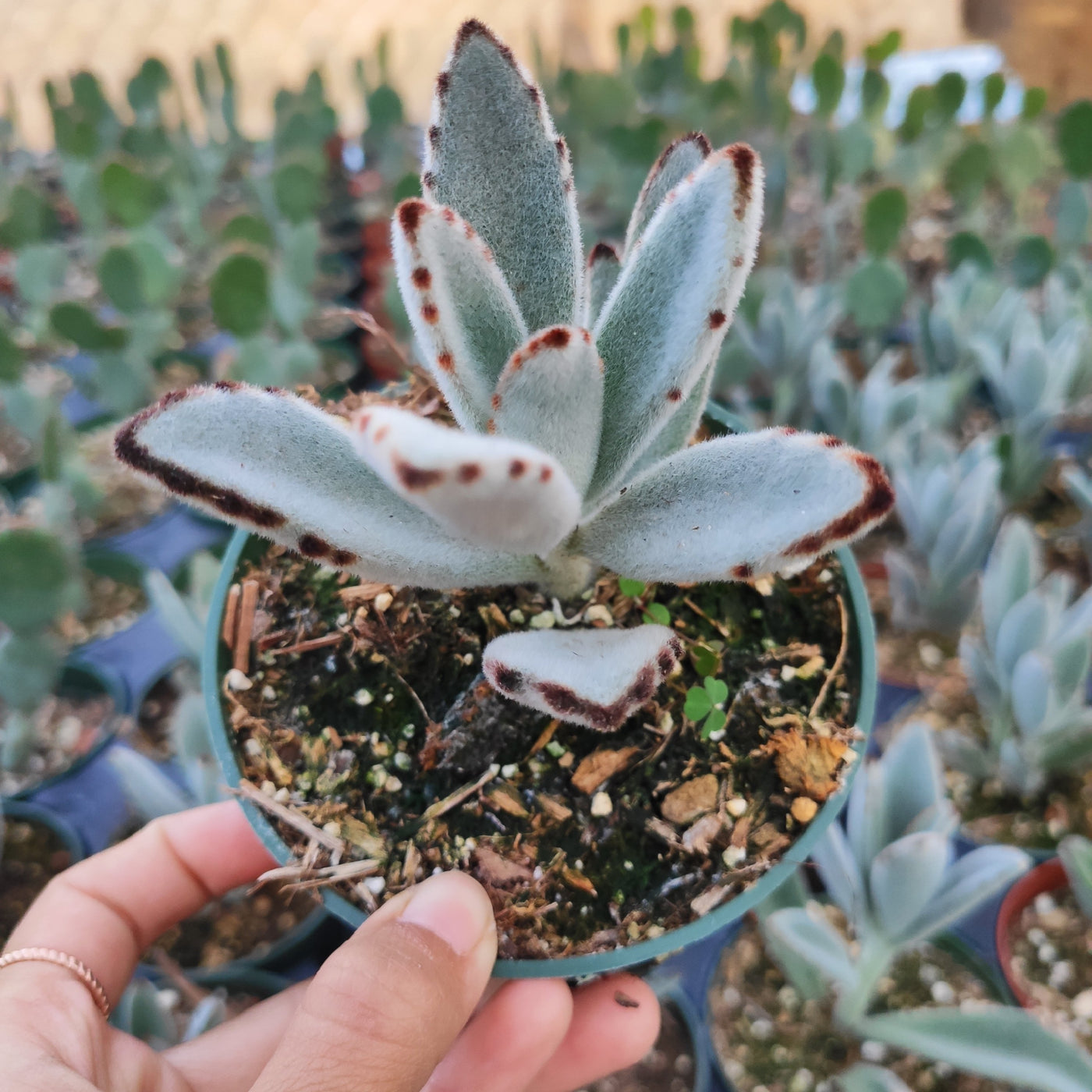Kalanchoe tomentosa, Panda Plant, held among succulents.