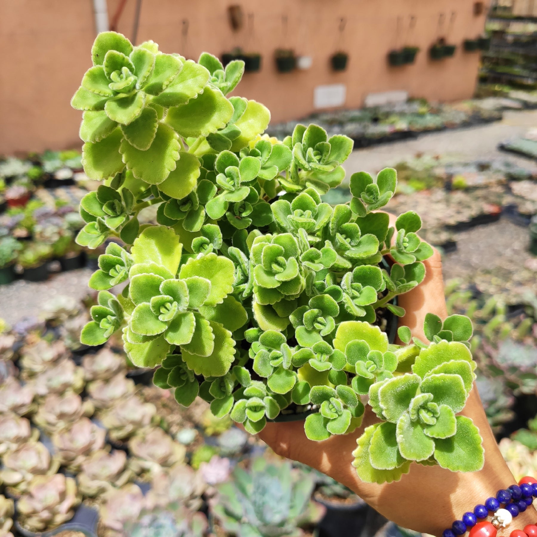 Plectranthus tomentosa - Vicks Plant - Succulents Depot