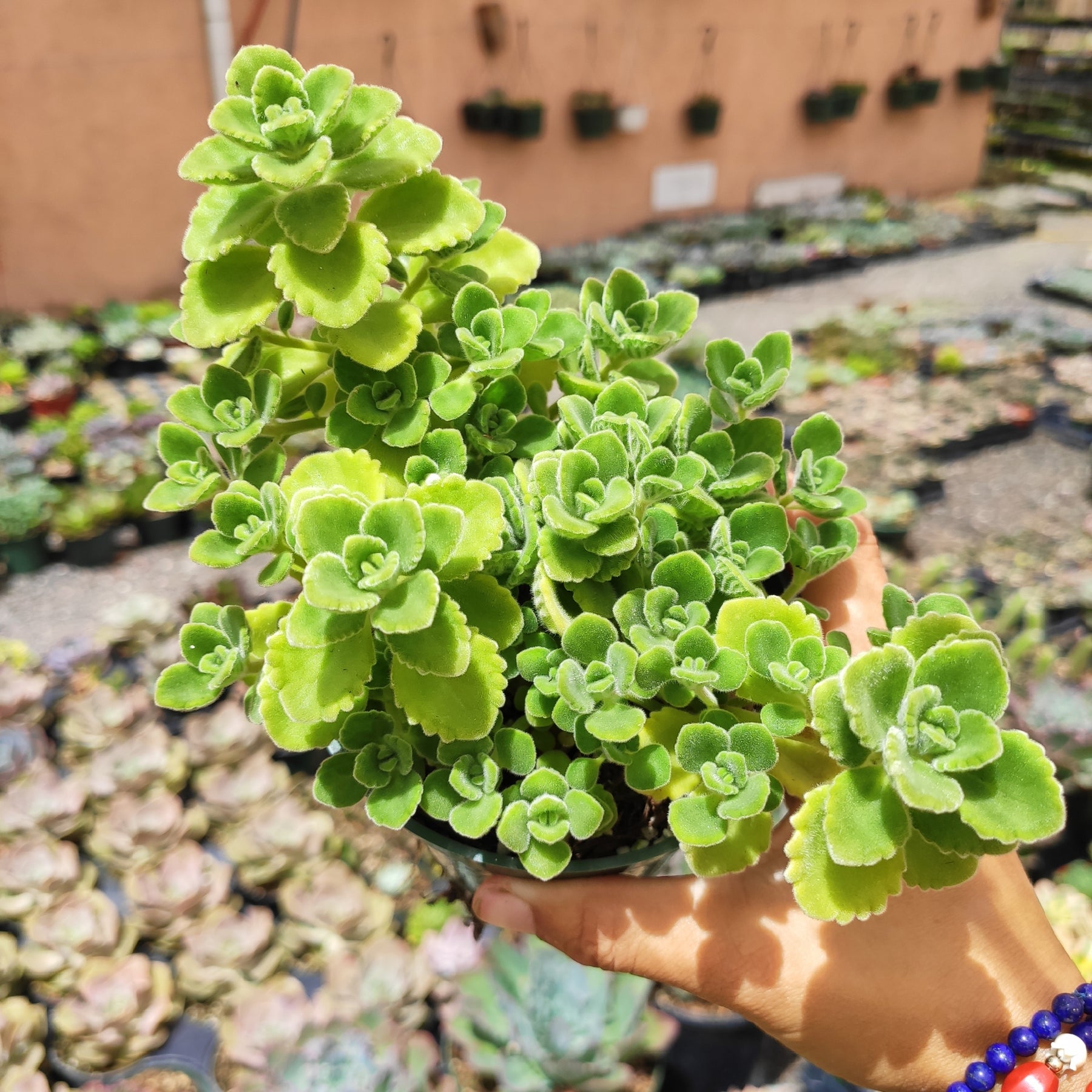 Plectranthus tomentosa - Vicks Plant - Succulents Depot