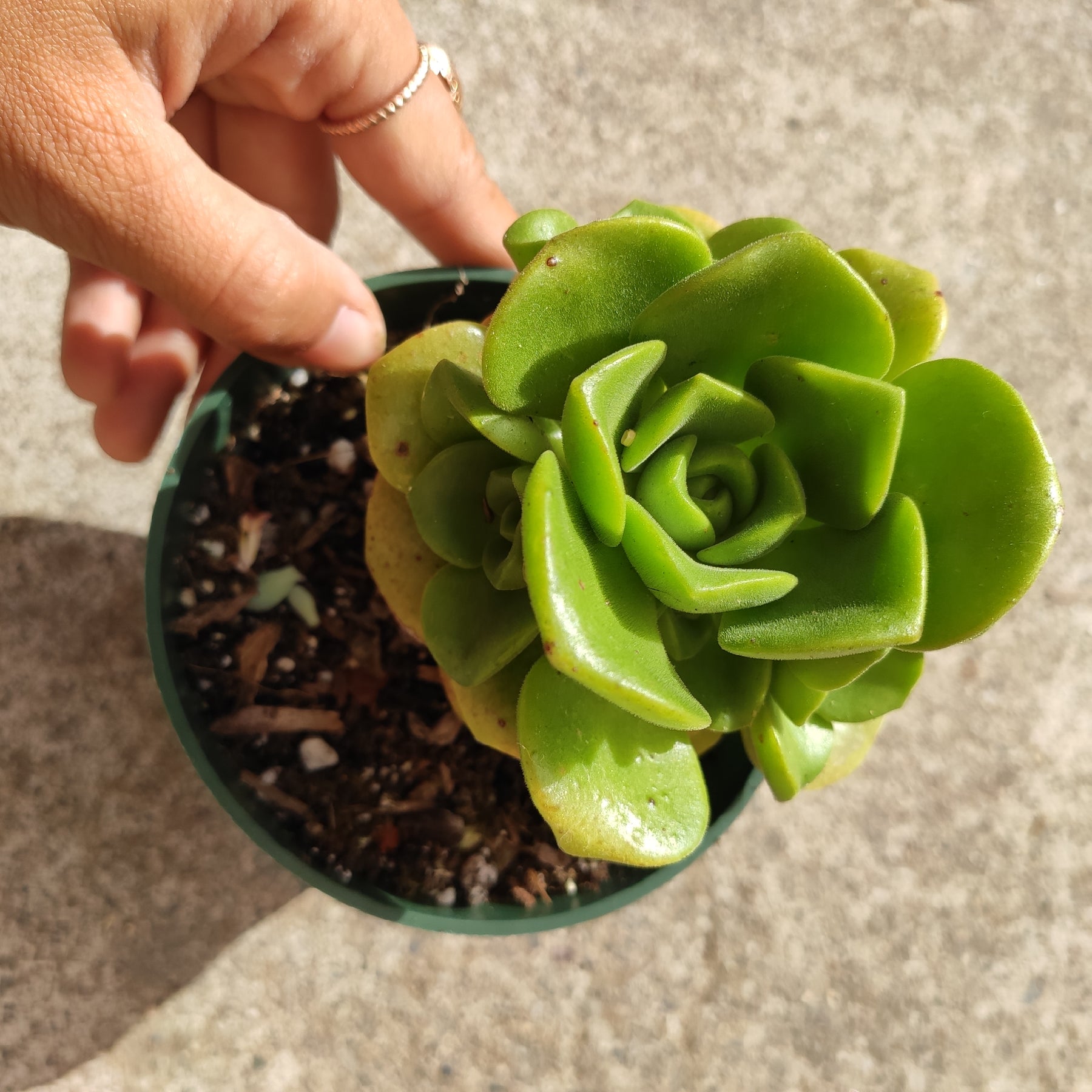 Aeonium 'Lily Pad' Rosette - Succulents Depot