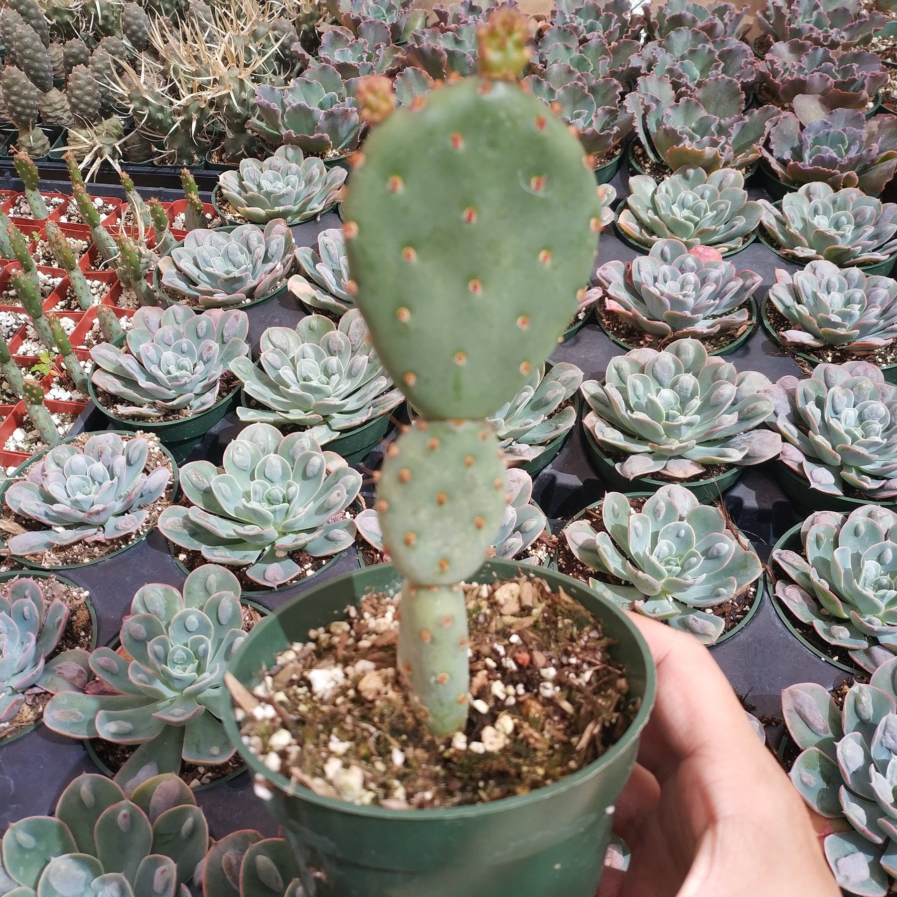 Santa Rita Purple Prickly Pear Cactus - Succulents Depot