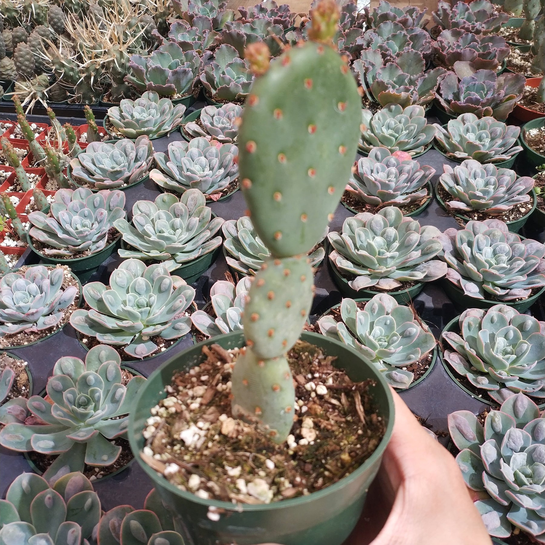 Santa Rita Purple Prickly Pear Cactus - Succulents Depot