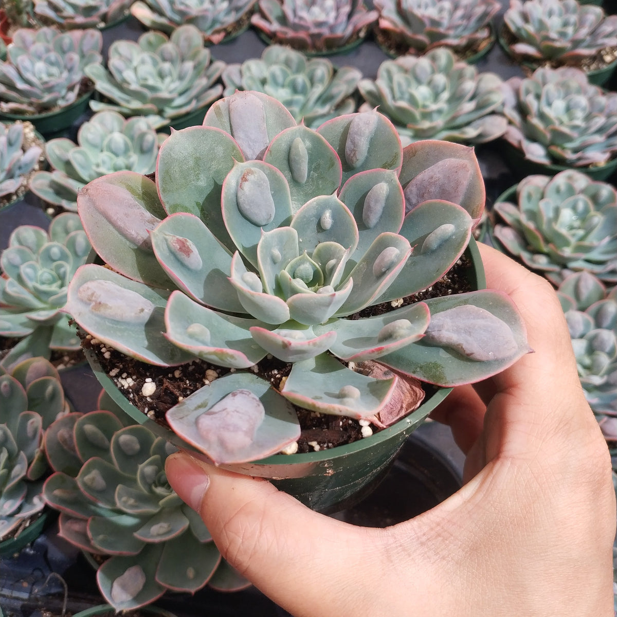 Echeveria 'Raindrops' succulent held in hand.