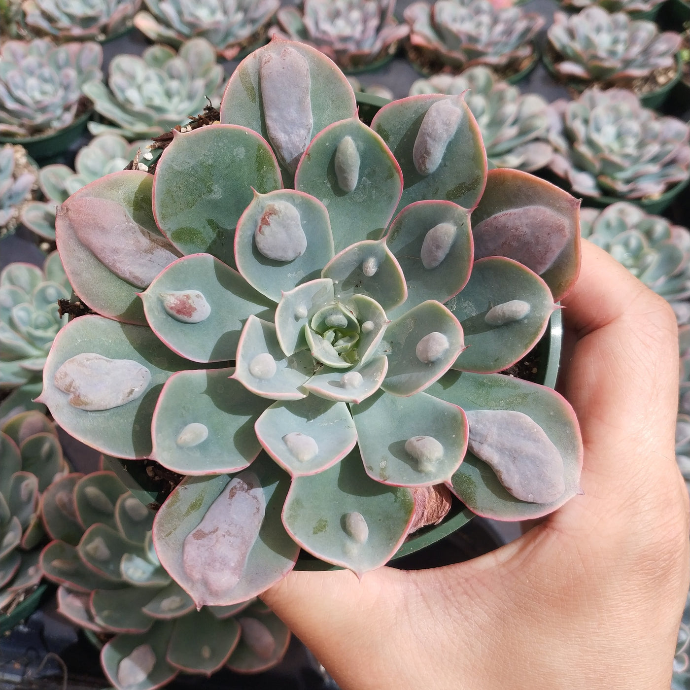 Echeveria 'Raindrops' succulent held in hand.