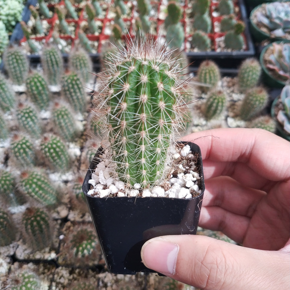 Trichocereus Spachiana Golden Torch Cactus in hand, nursery pot.