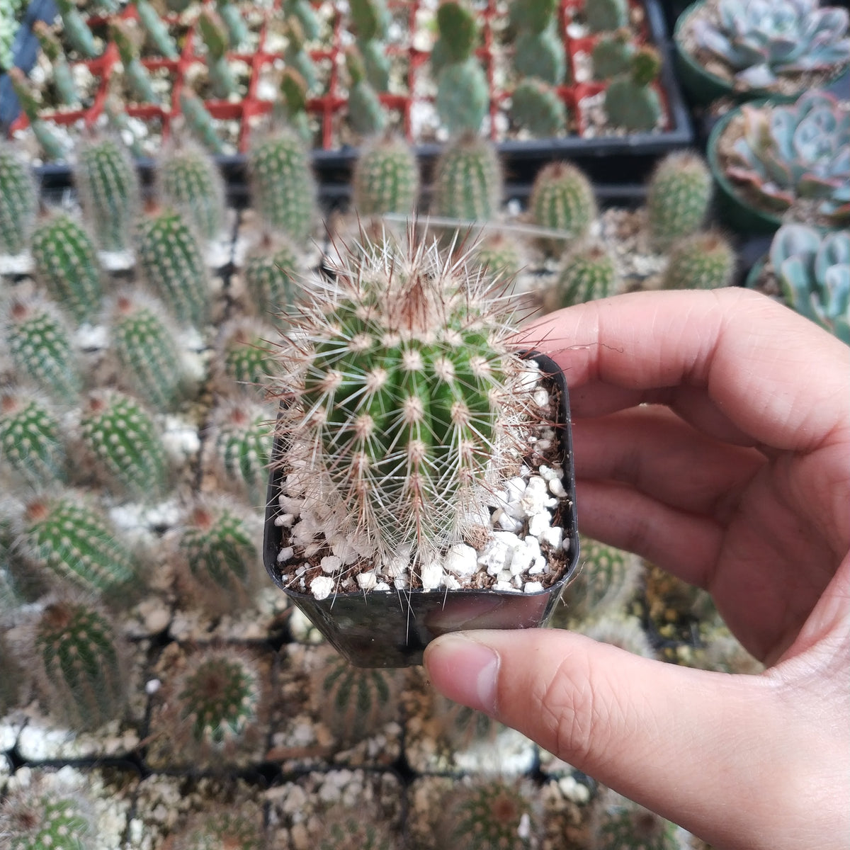 Golden Torch Cactus, Trichocereus Spachiana, held in hand at nursery.