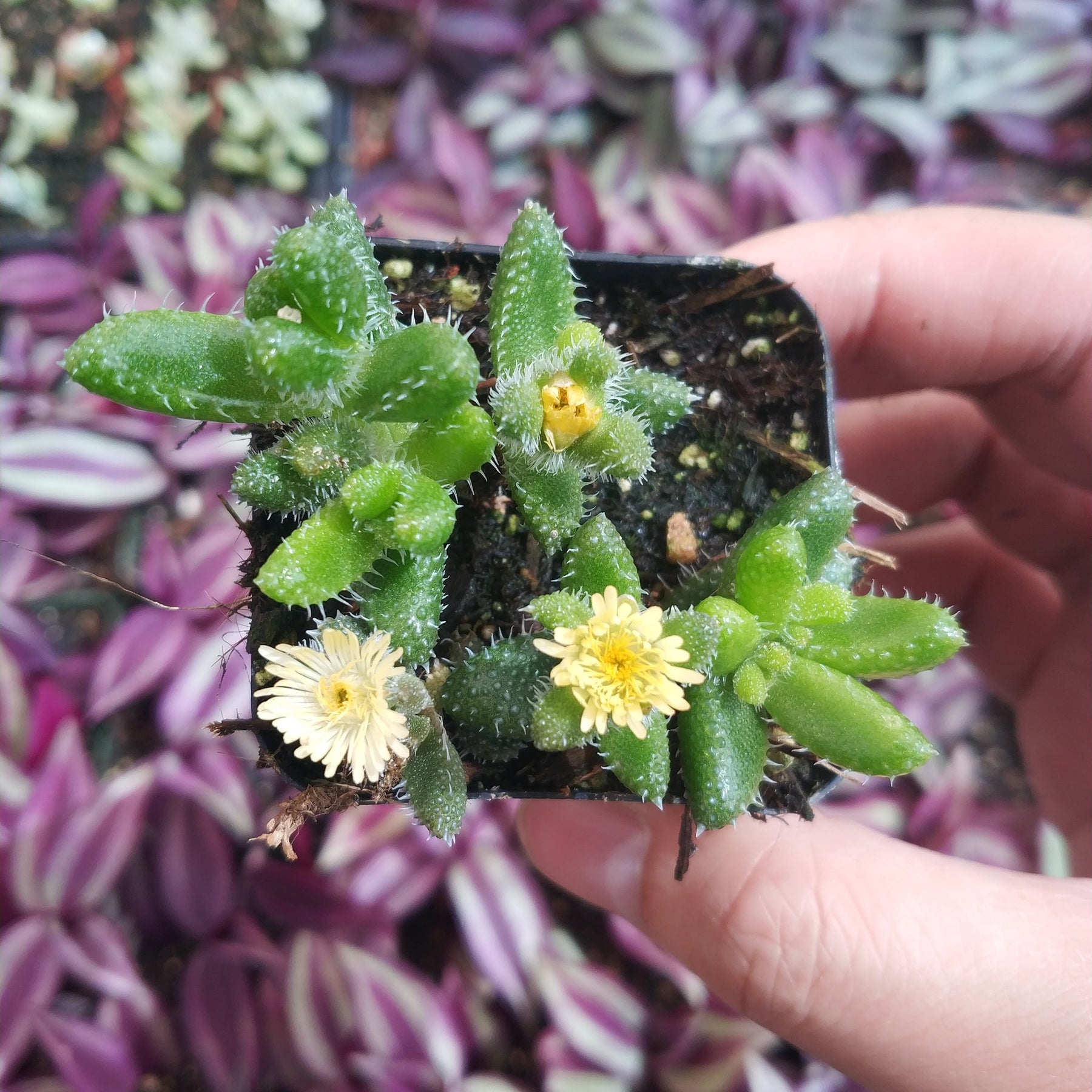 Delosperma Echinatum Rare Succulent Plant Shown in 2" Pot - Succulents Depot