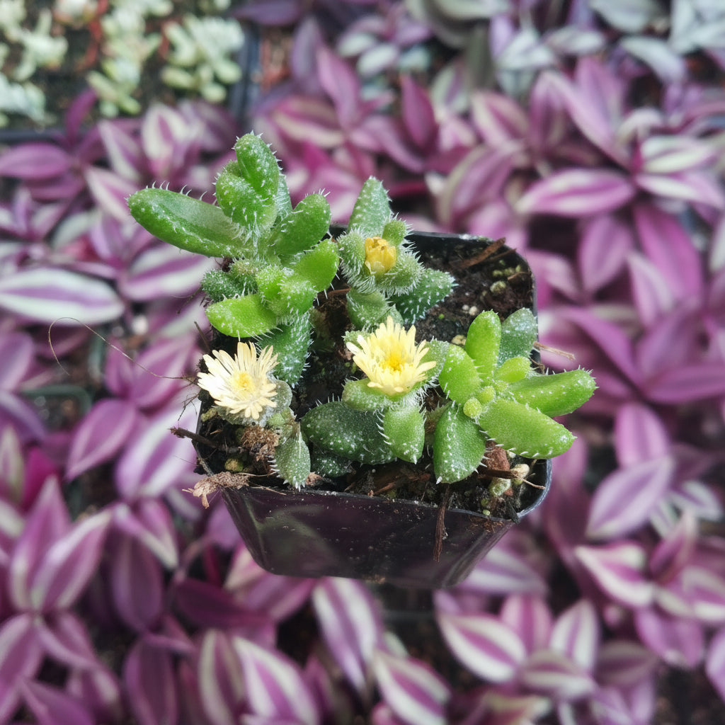 Delosperma echinatum - Pickle Plant with yellow flowers in hand.