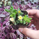 Delosperma Echinatum Rare Succulent Plant Shown in 2" Pot - Succulents Depot